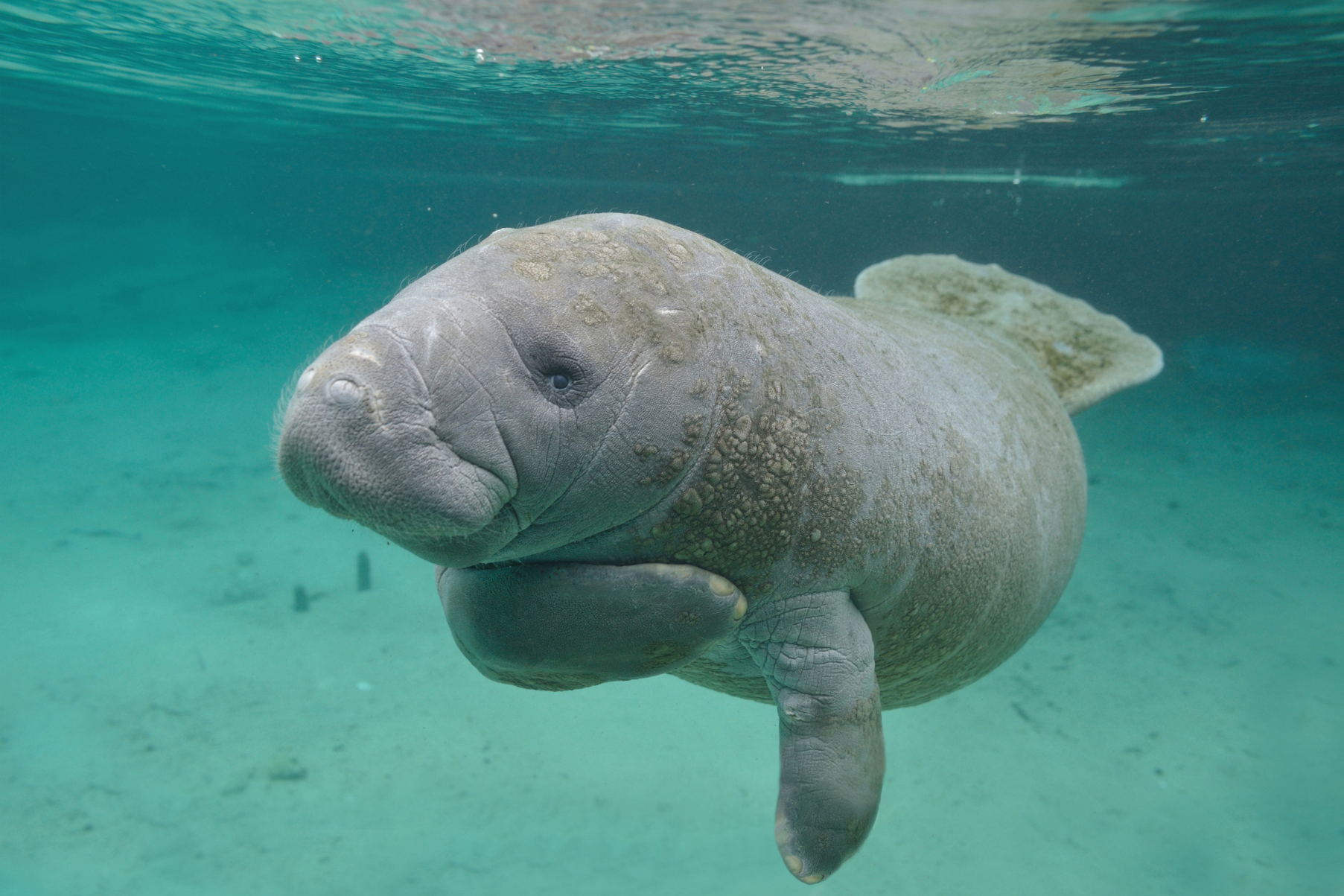 Manatee in tropical blue water