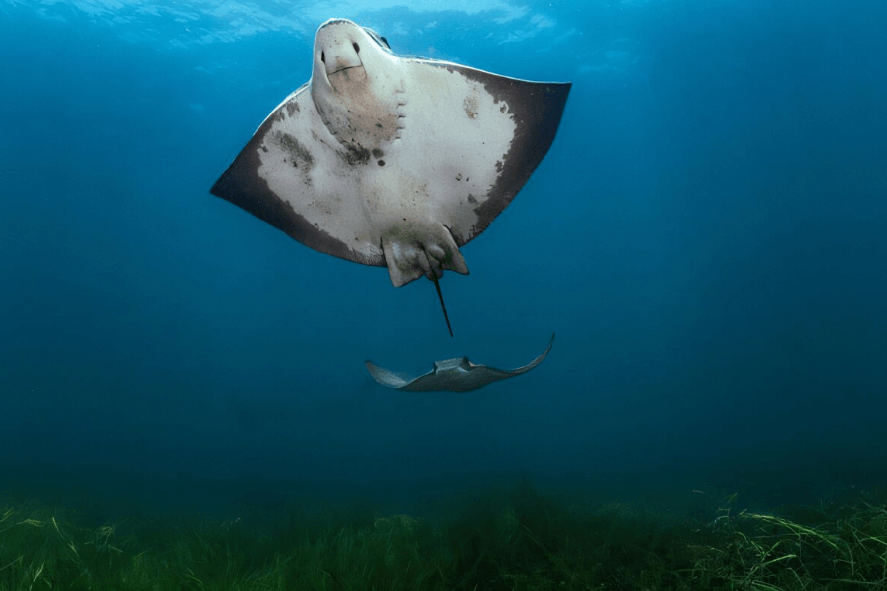 Two bat rays (Myliobatis californica) soaring over an open-coast eelgrass (Zostera marina) bed on Catalina Island.