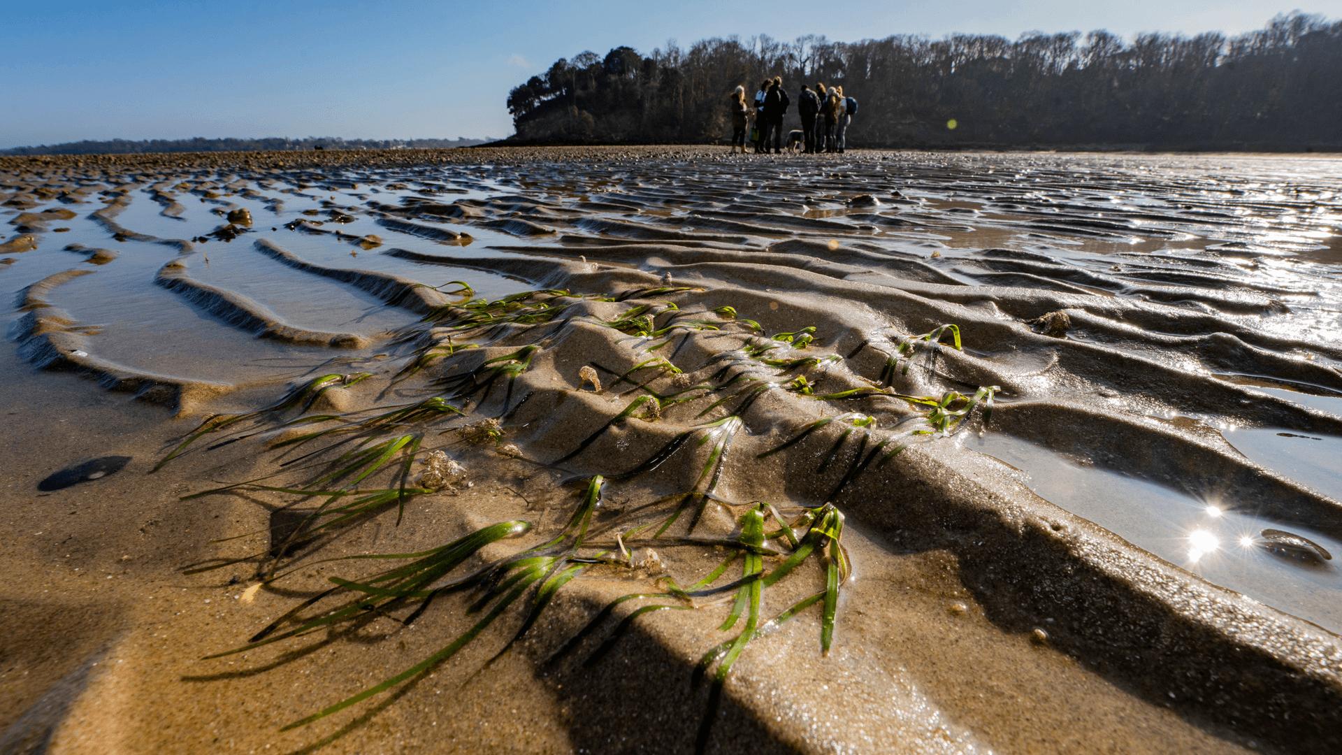 A patch of seagrass fragments planted at Priory Bay, Isle of Wight.