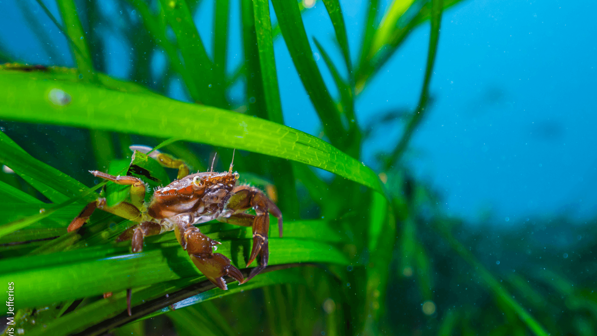 Crab in seagrass in Orkney