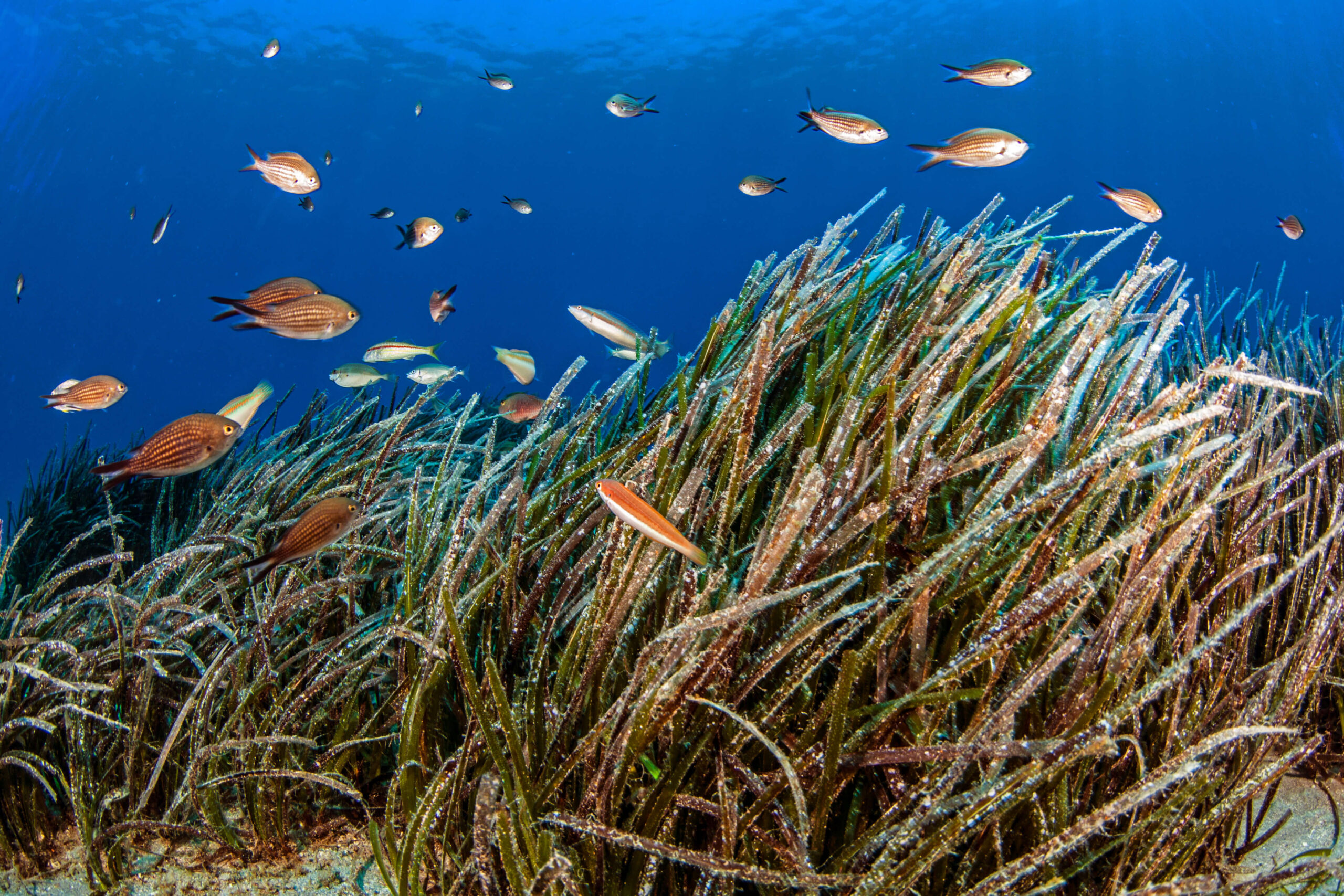 A school of damselfish swim through a seagrass meadow in Greece