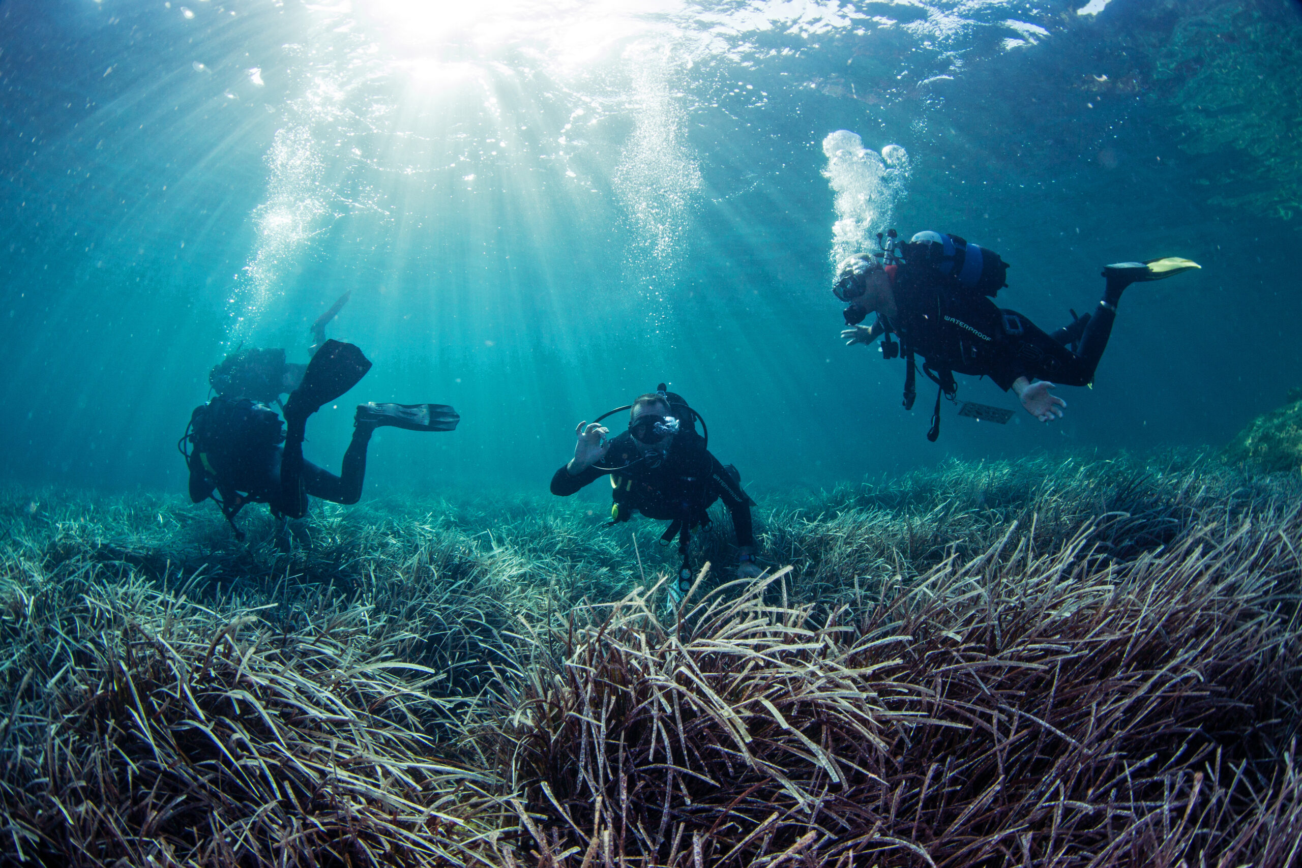 Three divers explore a seagrass meadow.
