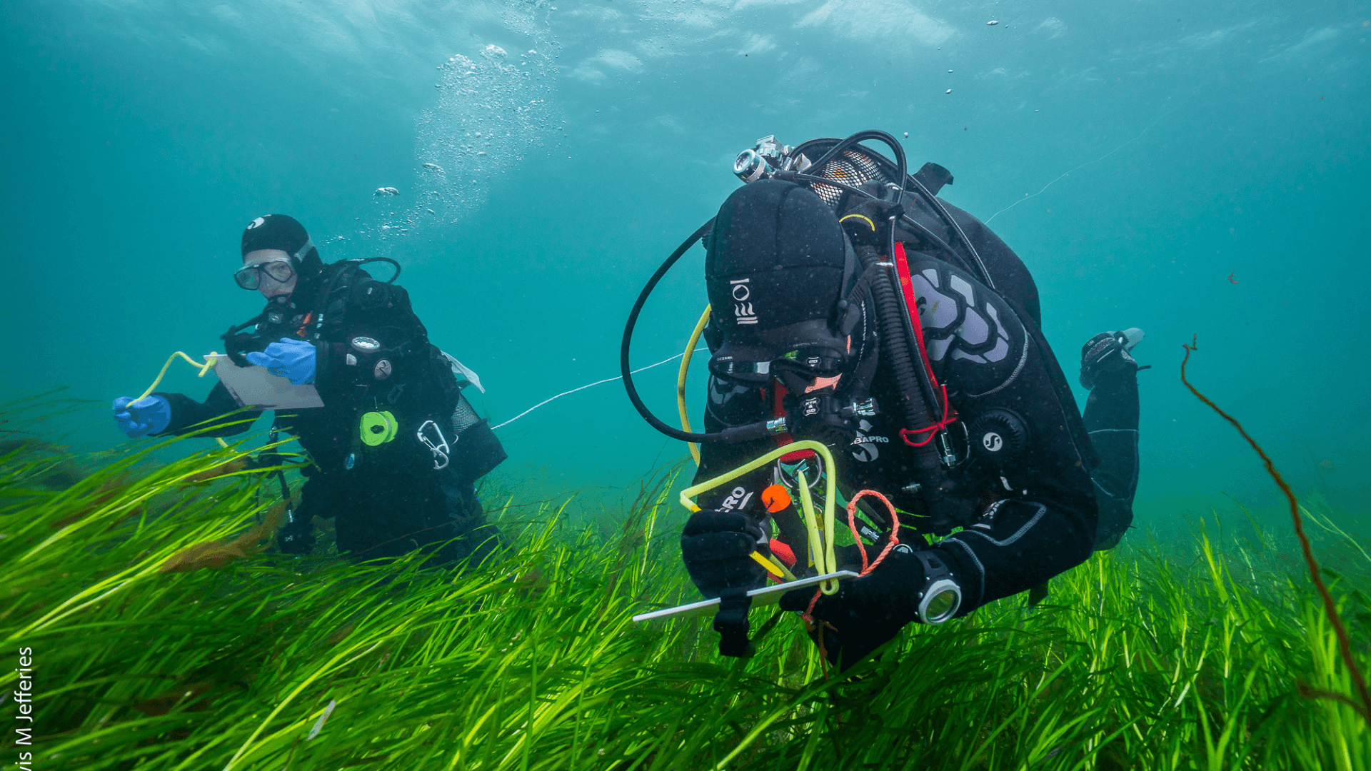 A pair of divers are making notes on dive slates as part of research in a seagrass meadow.