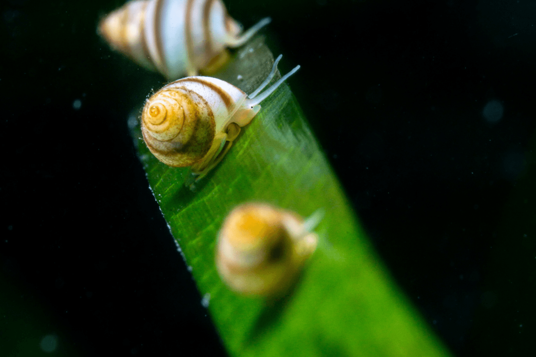 Gastropods in seagrass.