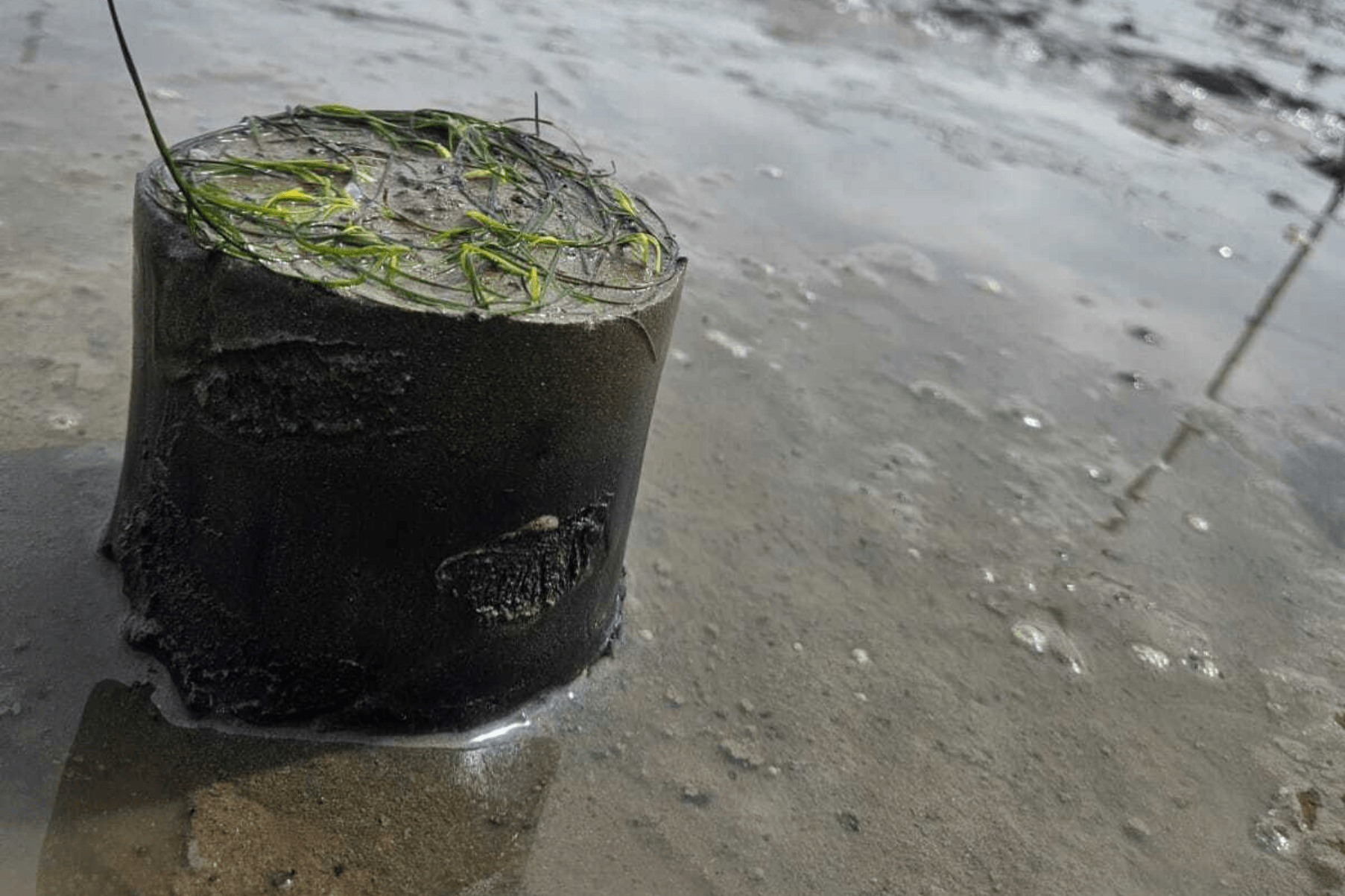 A core of seagrass and sediment is sitting on the beach having just been retrieved from a donor meadow.