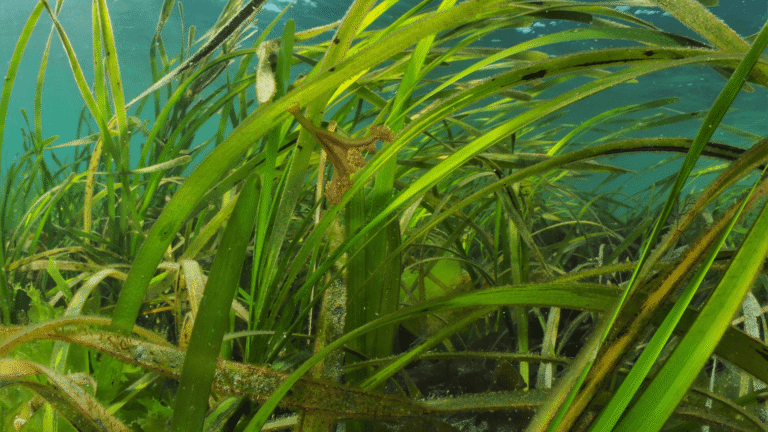 A seagrass meadow. A stalked jellyfish is attached to one of the blades of seagrass