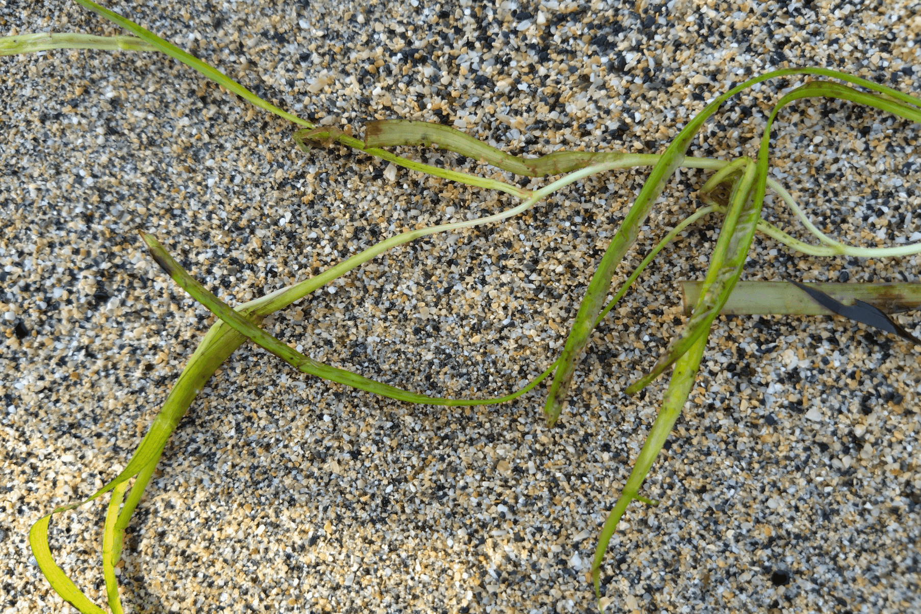 A seagrass fragment washed up on the beach at Pulurrian Cove, Cornwall
