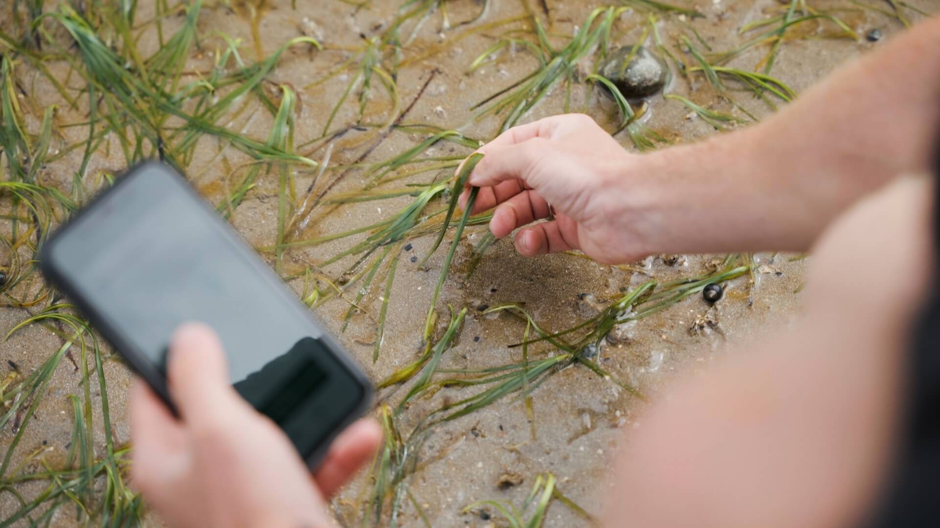 A beach goer is using their phone to log a seagrass sighting on the SeagrassSpotter app