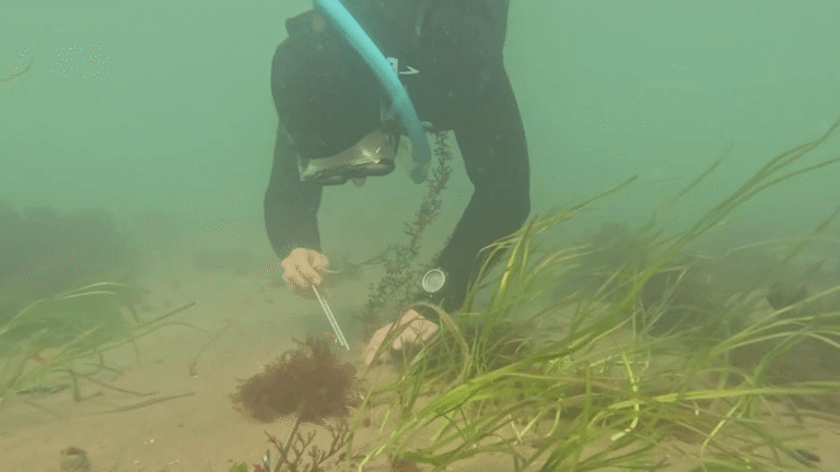 A volunteer freediver is planting seagrass using a metal pin.