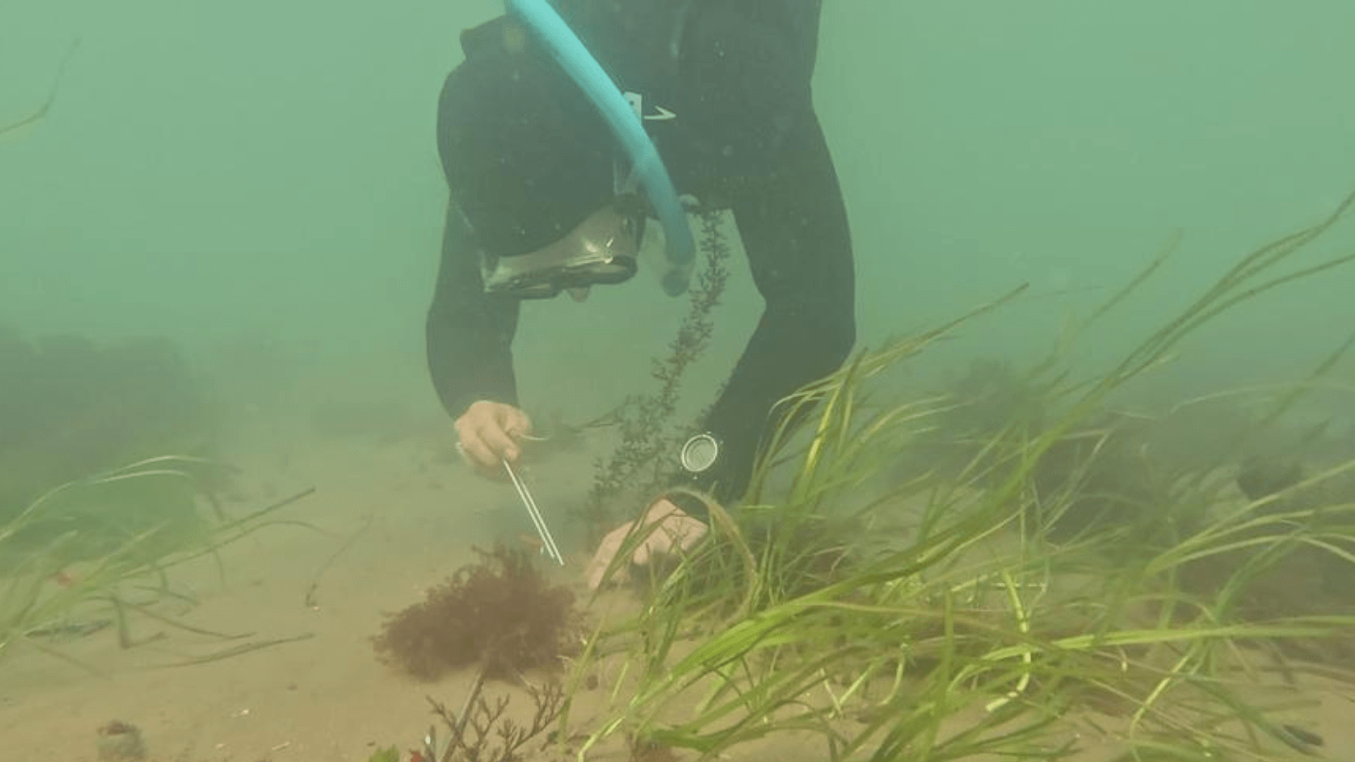 A volunteer freediver is planting seagrass using a metal pin.