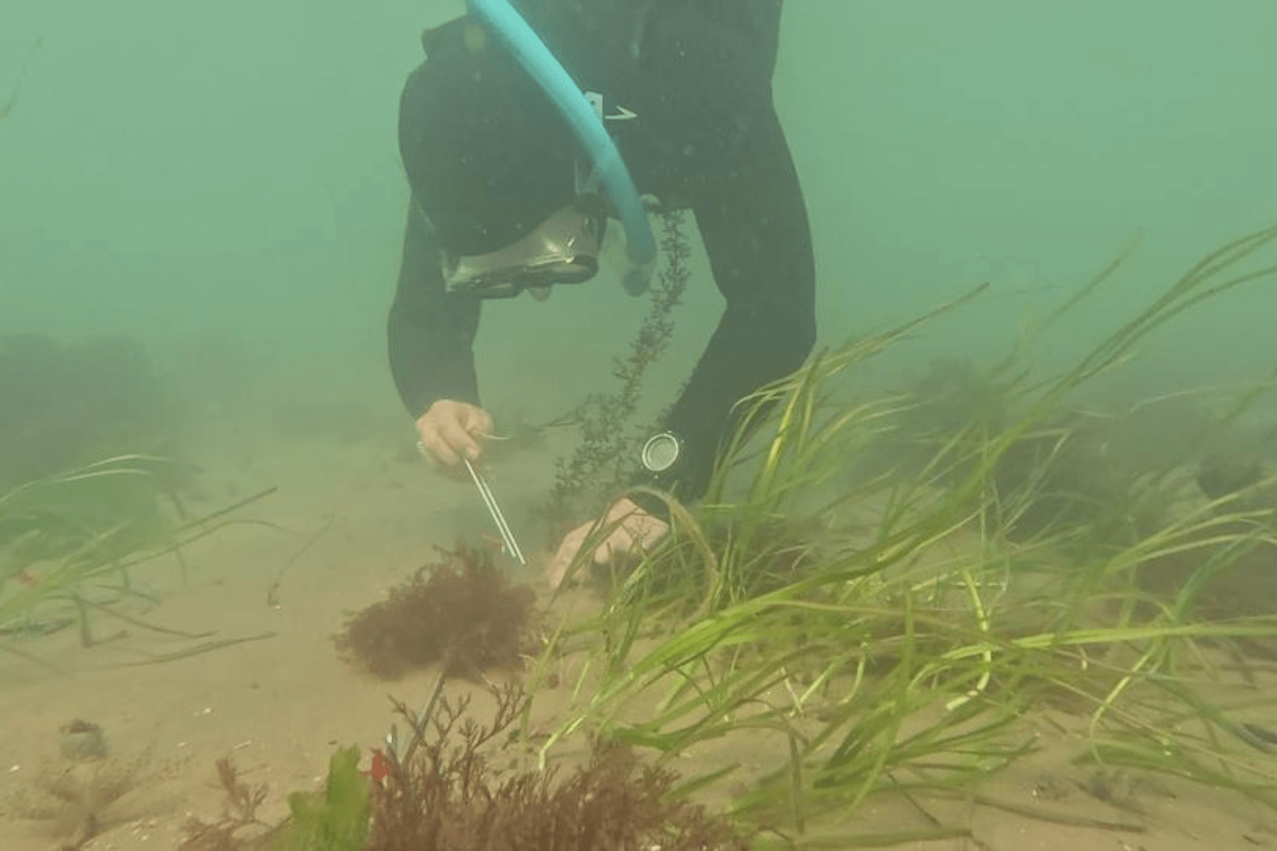 A volunteer freediver is planting seagrass using a metal pin.