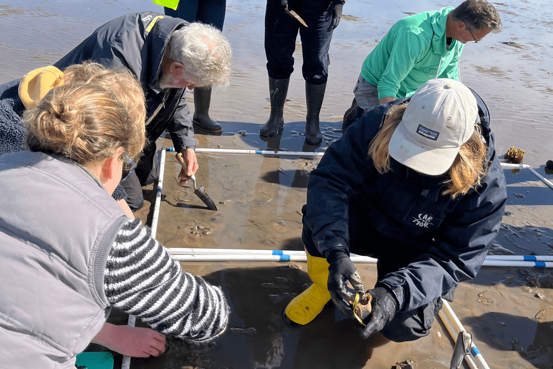 A group of volunteers are crouched around and inside a quadrat planting seagrass transplants