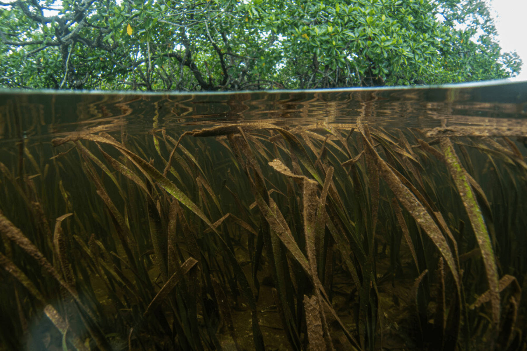 Just beneath the surface of the water a seagrass meadow lays.
