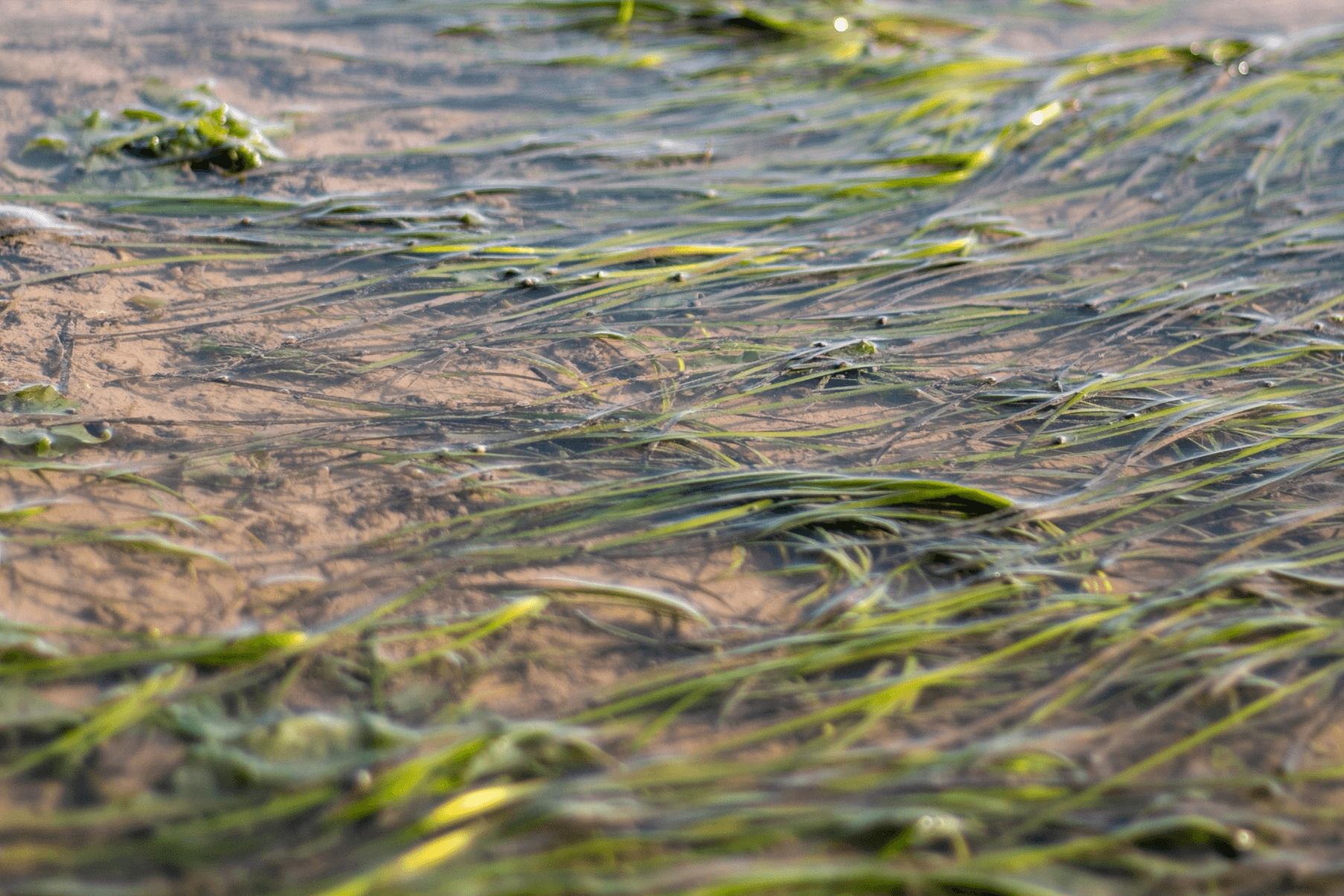 A Zostera marina seagrass meadow