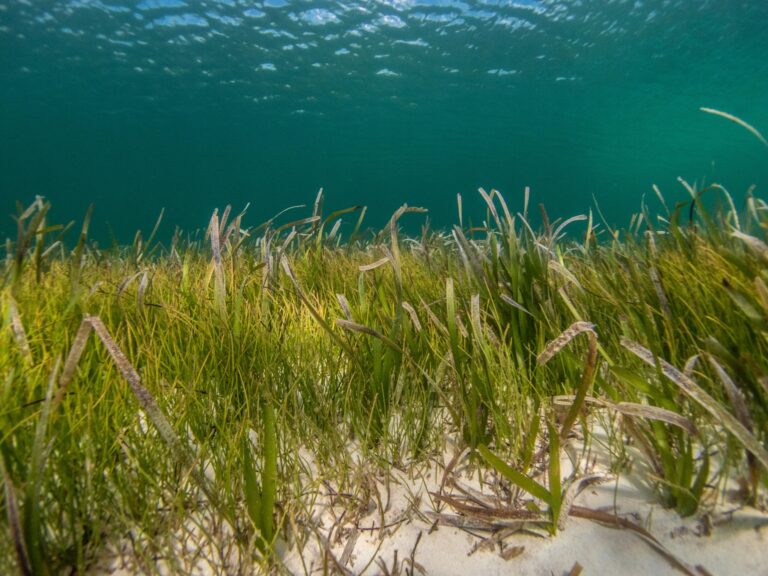 Seagrass meadow shift in warming seas