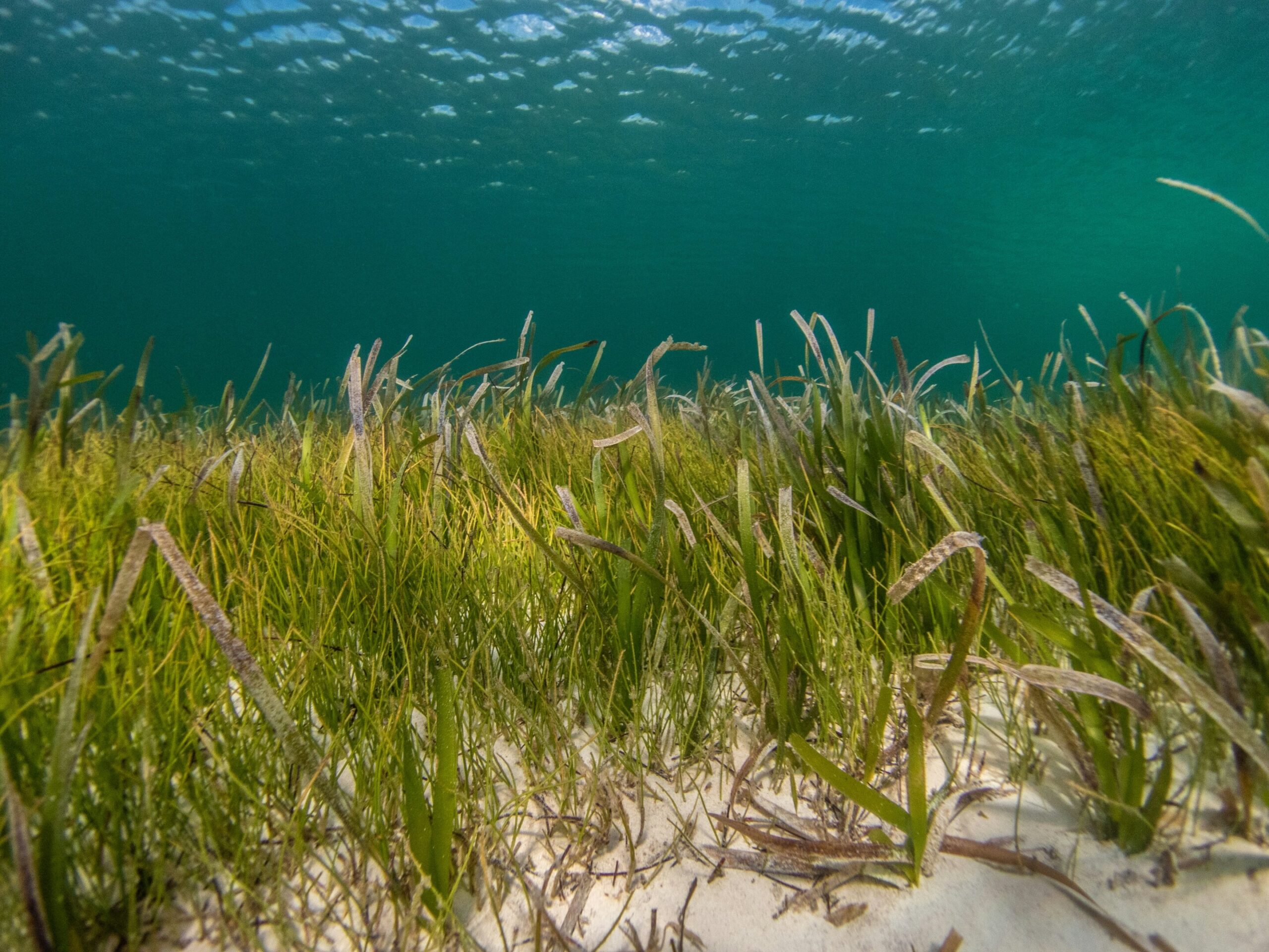 Seagrass meadow shift in warming seas