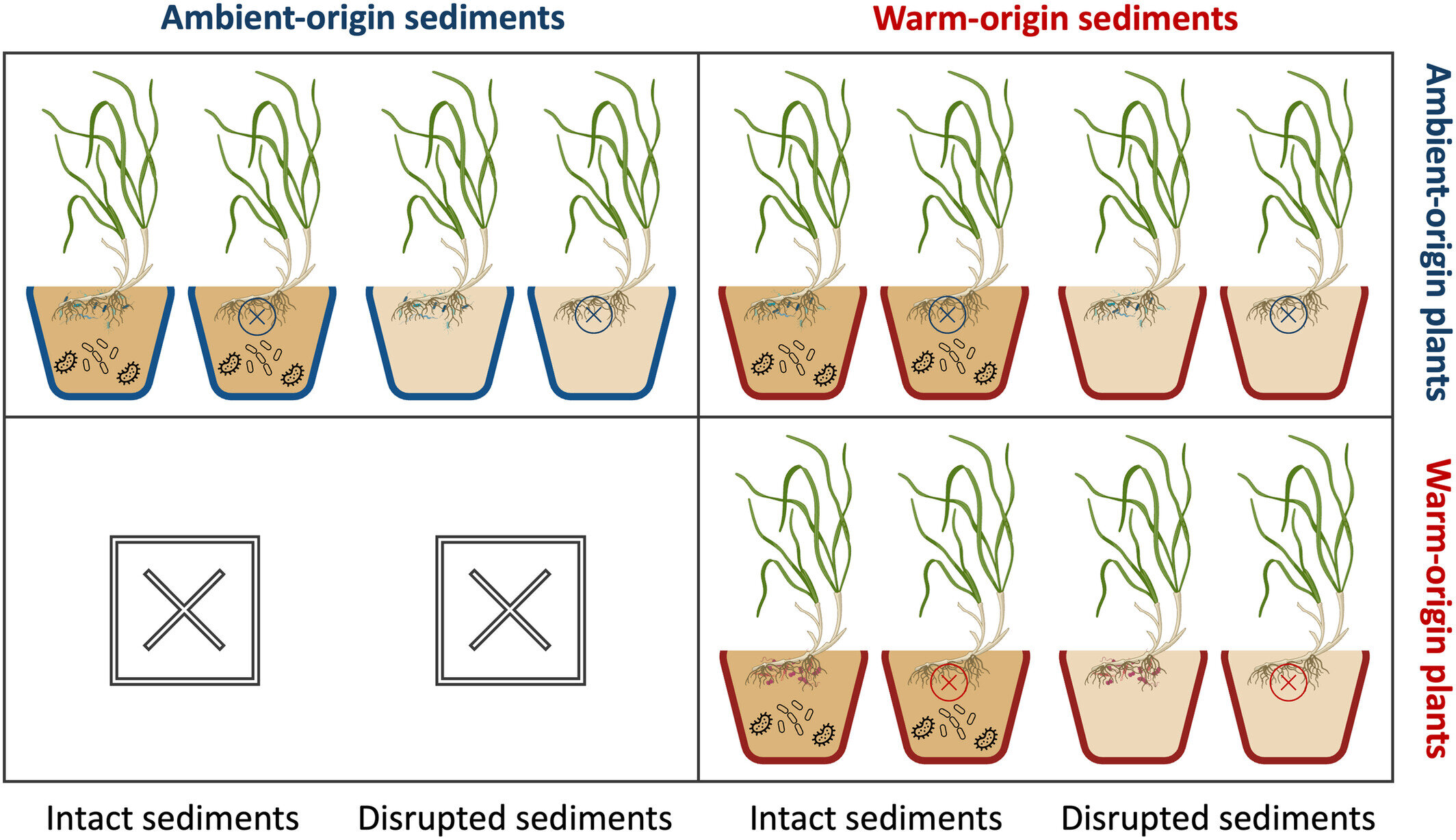 A diagram showing the different sediment types of seagrass meadows