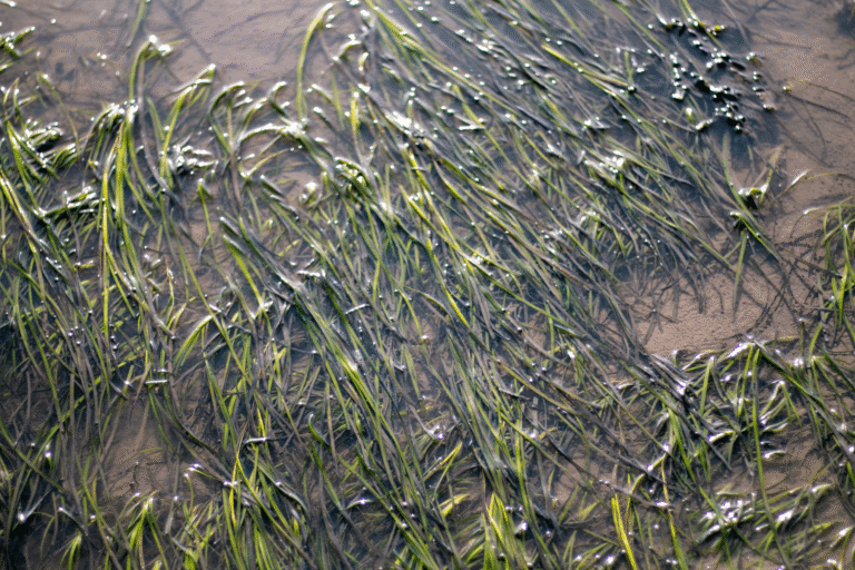A seagrass meadow in Cardiff.