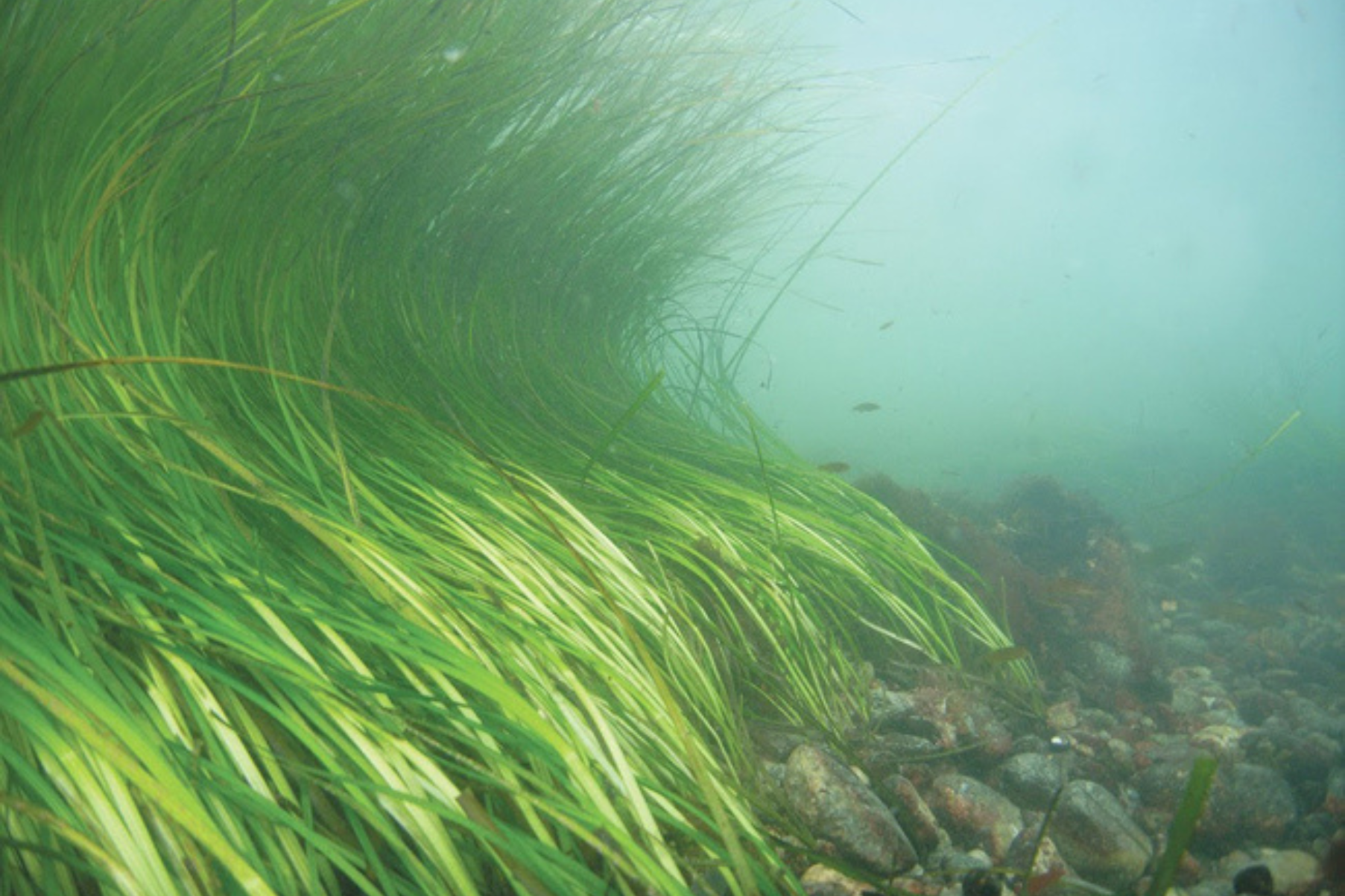 A 'wave' of seagrass within a Zostera marina meadow