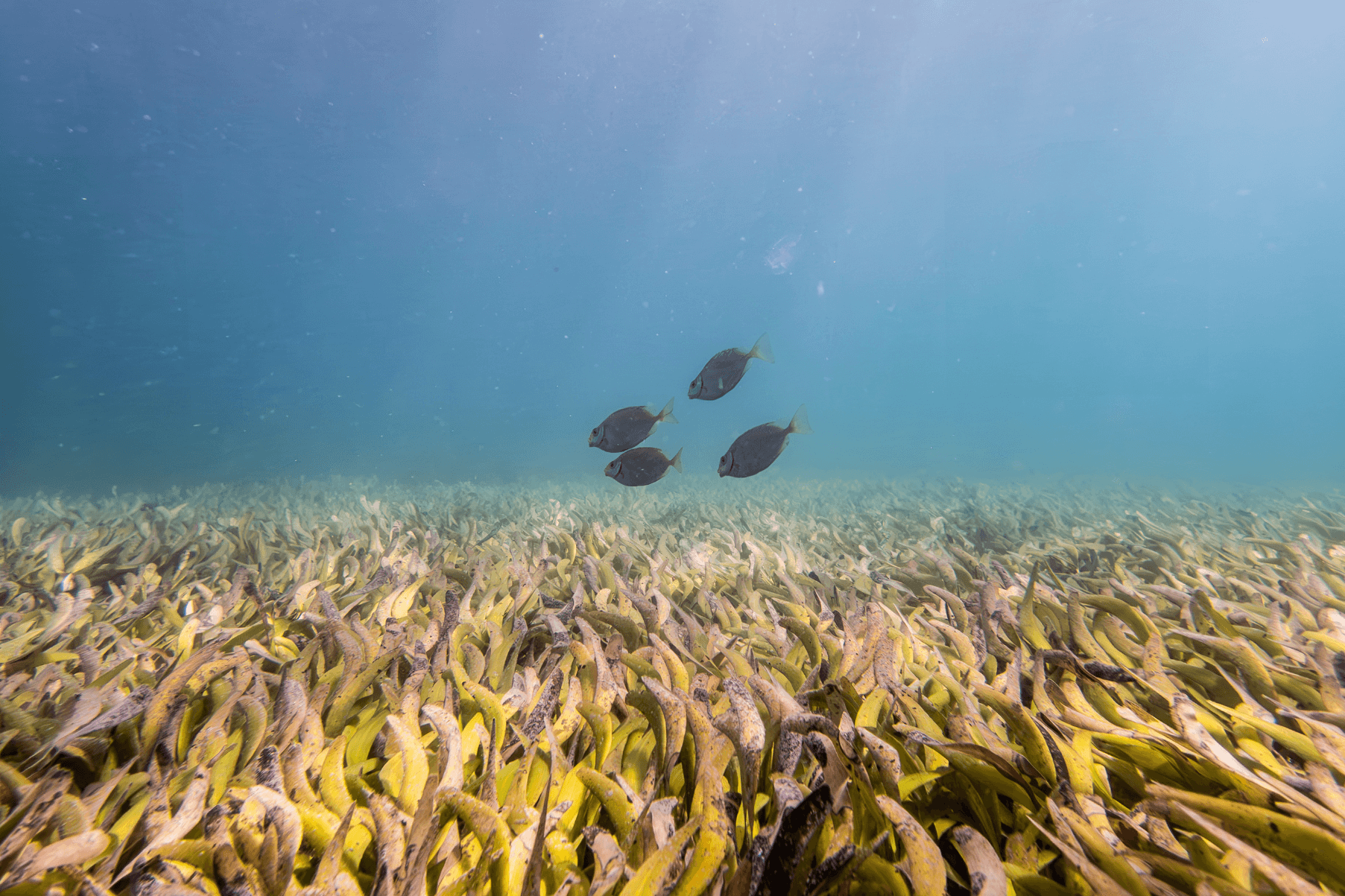 Four rabbitfish swim through a seagrass meadow.