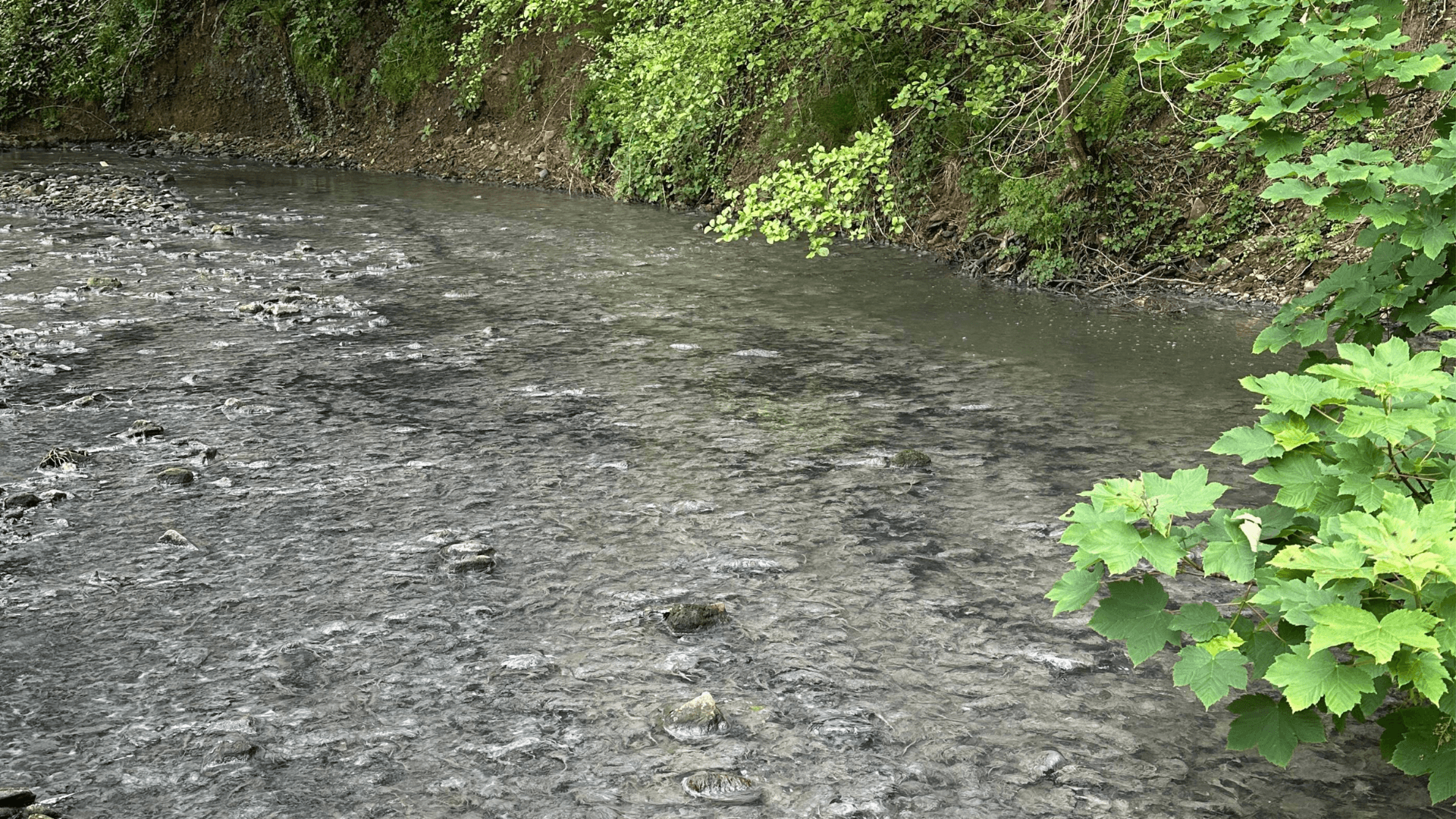Sewage algae in the Afon Cynffig Kenfig River.