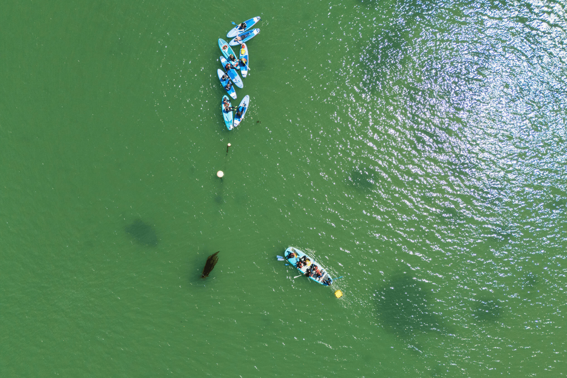 A drone shot of paddleboards out exploring the seagrass meadow in Dale.
