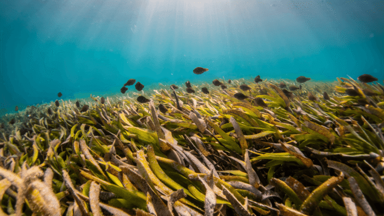 A shoal of parrotfish swim through a seagrass meadow