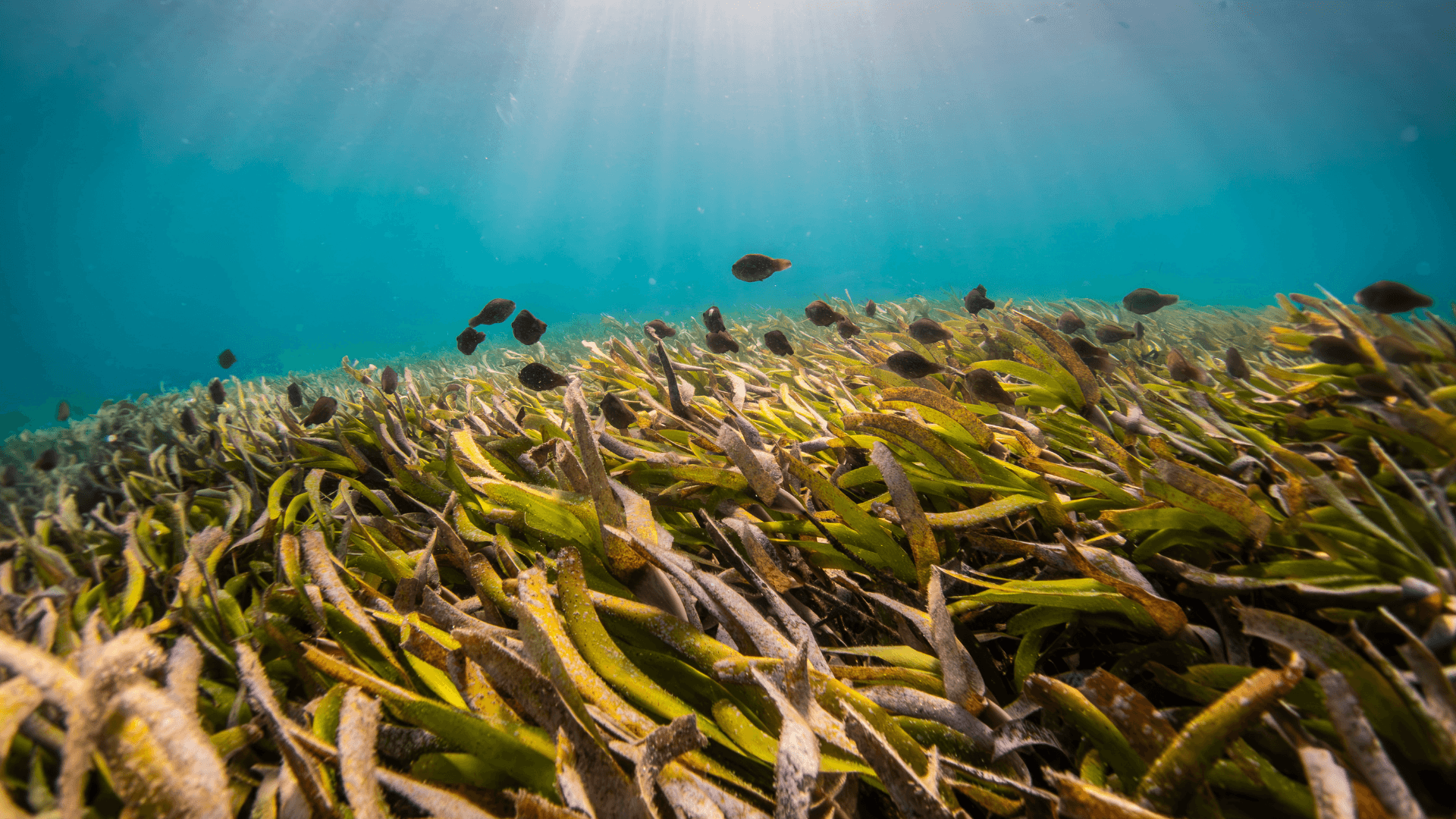 A shoal of parrotfish swim through a seagrass meadow