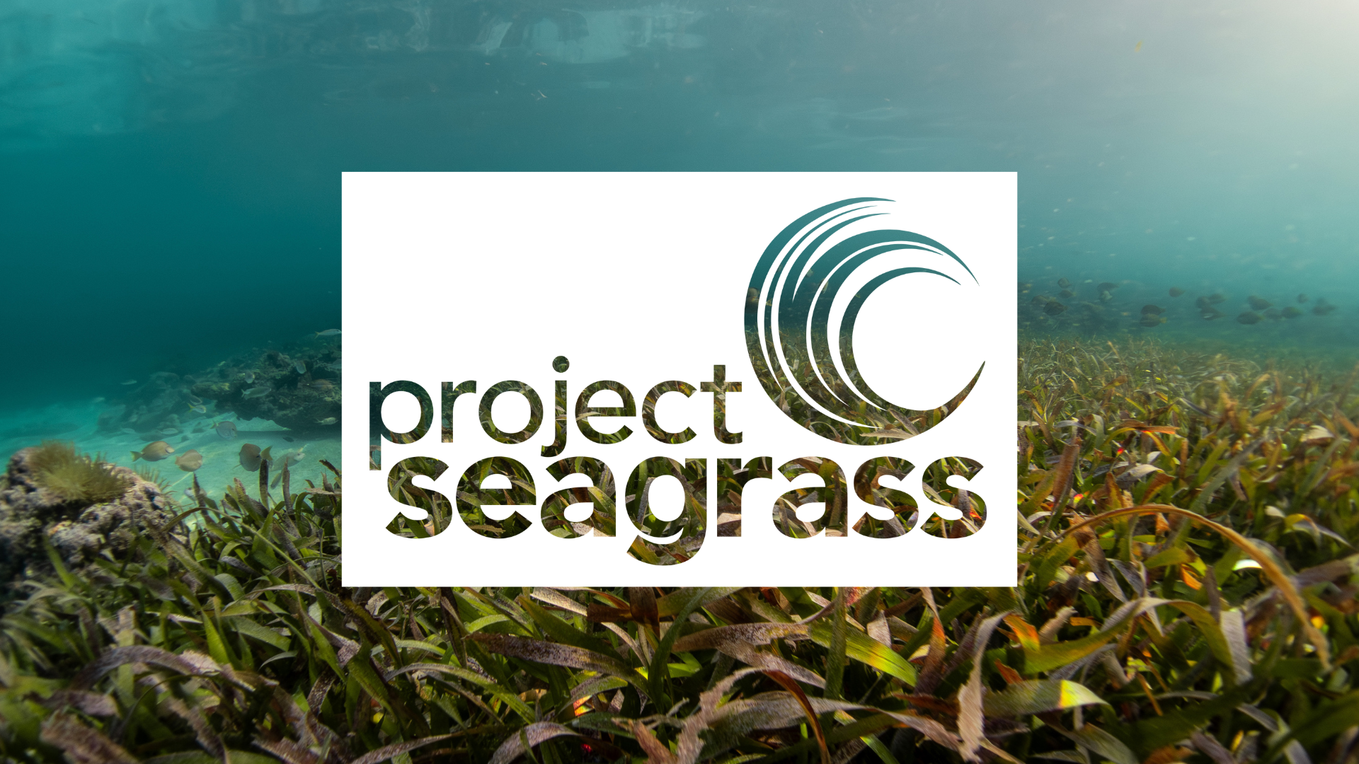 The Project Seagrass Logo is overlayed over a photo of seagrass