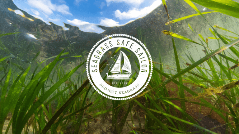 Zostera marina seagrass grows beneath the surface in Priory Bay, Isle of Wight. Above the surface, the sky is blue with white clouds. A logo with the words Seagrass Safe Silor and an image of a boat if overlain.