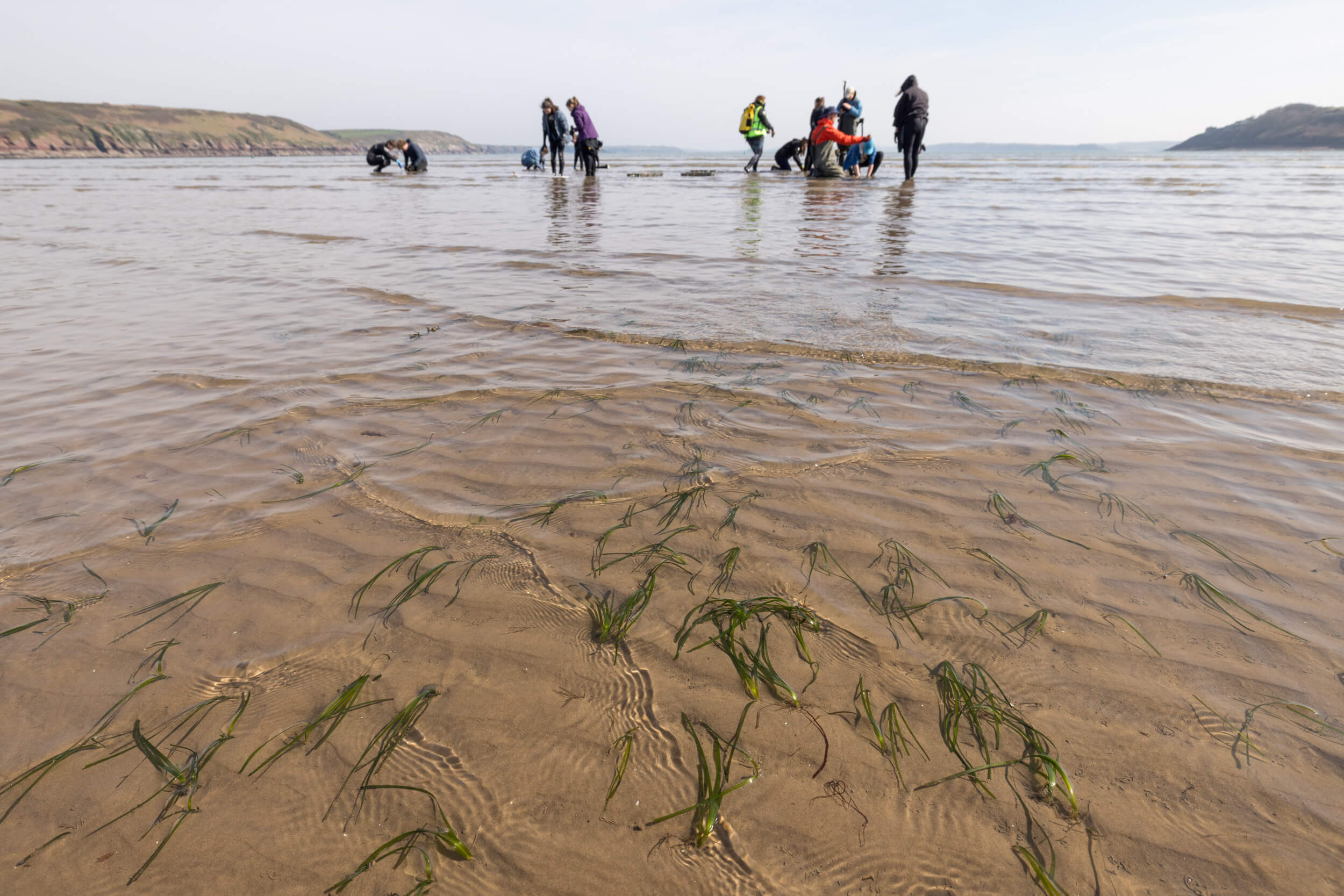 A patch of seagrass with volunteers in the distance.