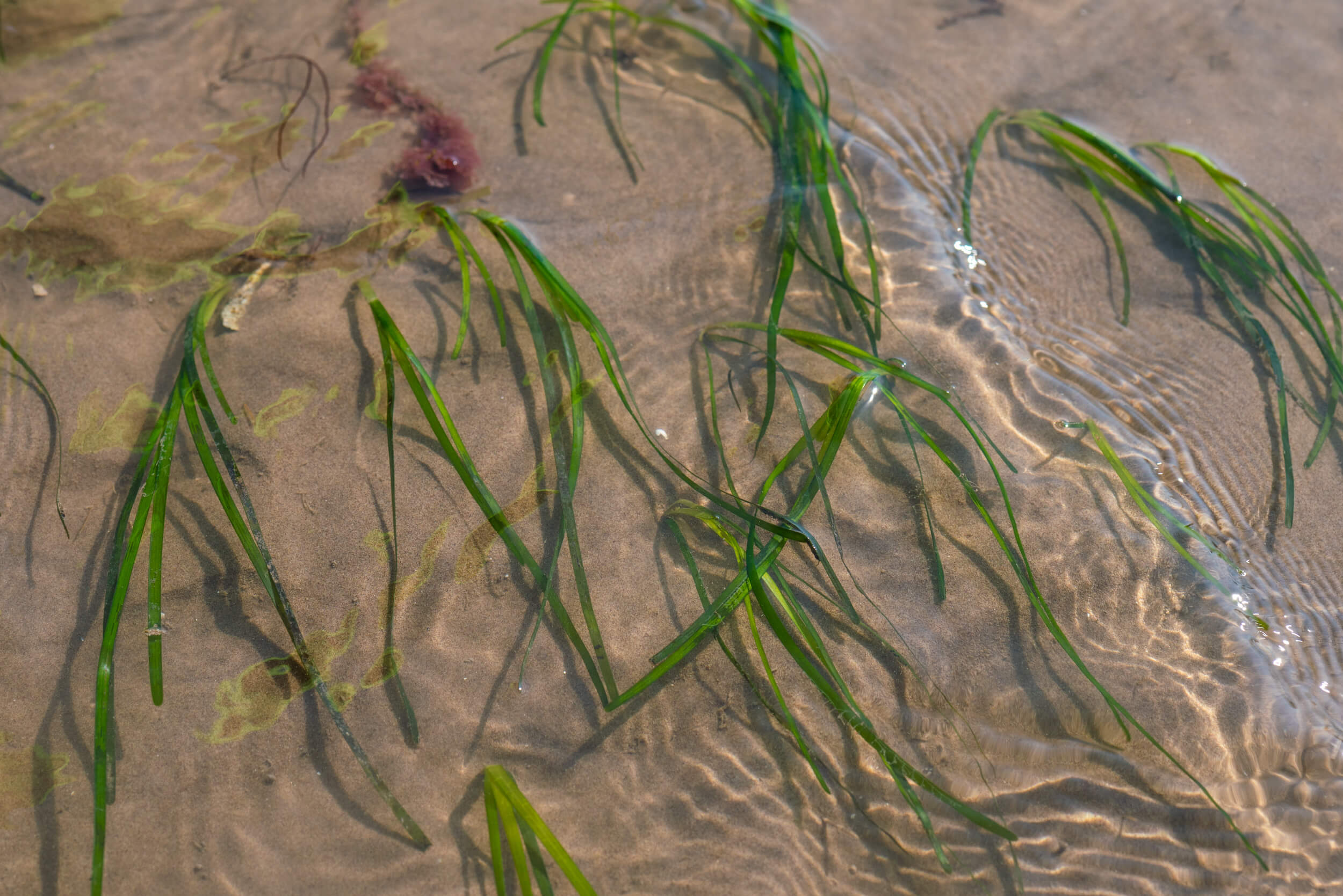 Seagrass grows in sandy sediment.