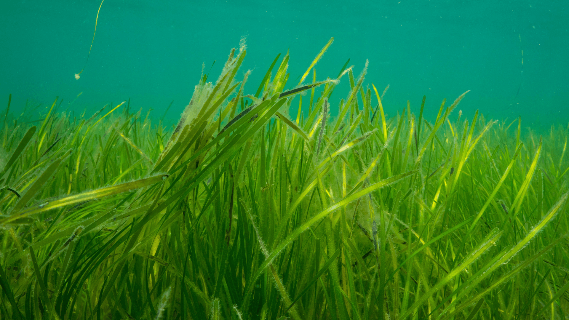 Zostera marine seagrass meadow Porthdinllaen North Wales.