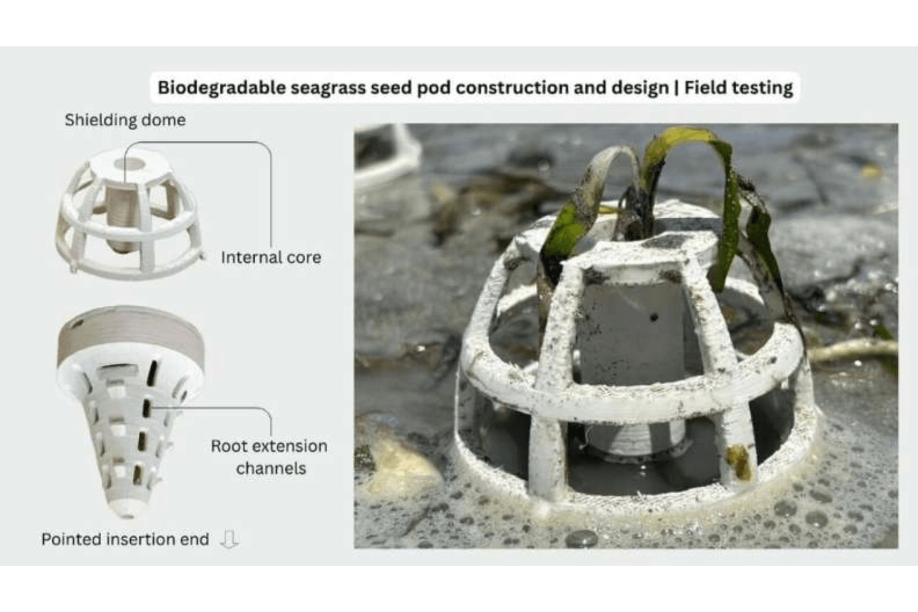 Biodegradable seagrass pod design. Credit Walailak University