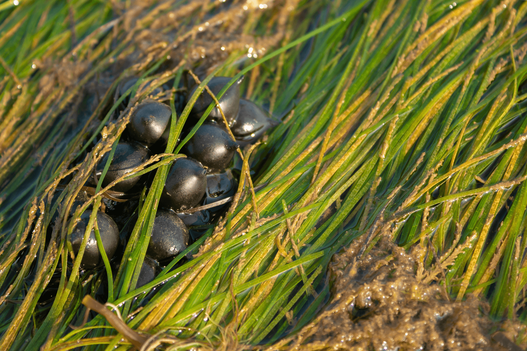 Cuttlefish eggs are nestled amongst blades of seagrass. They are exposed at low tide.