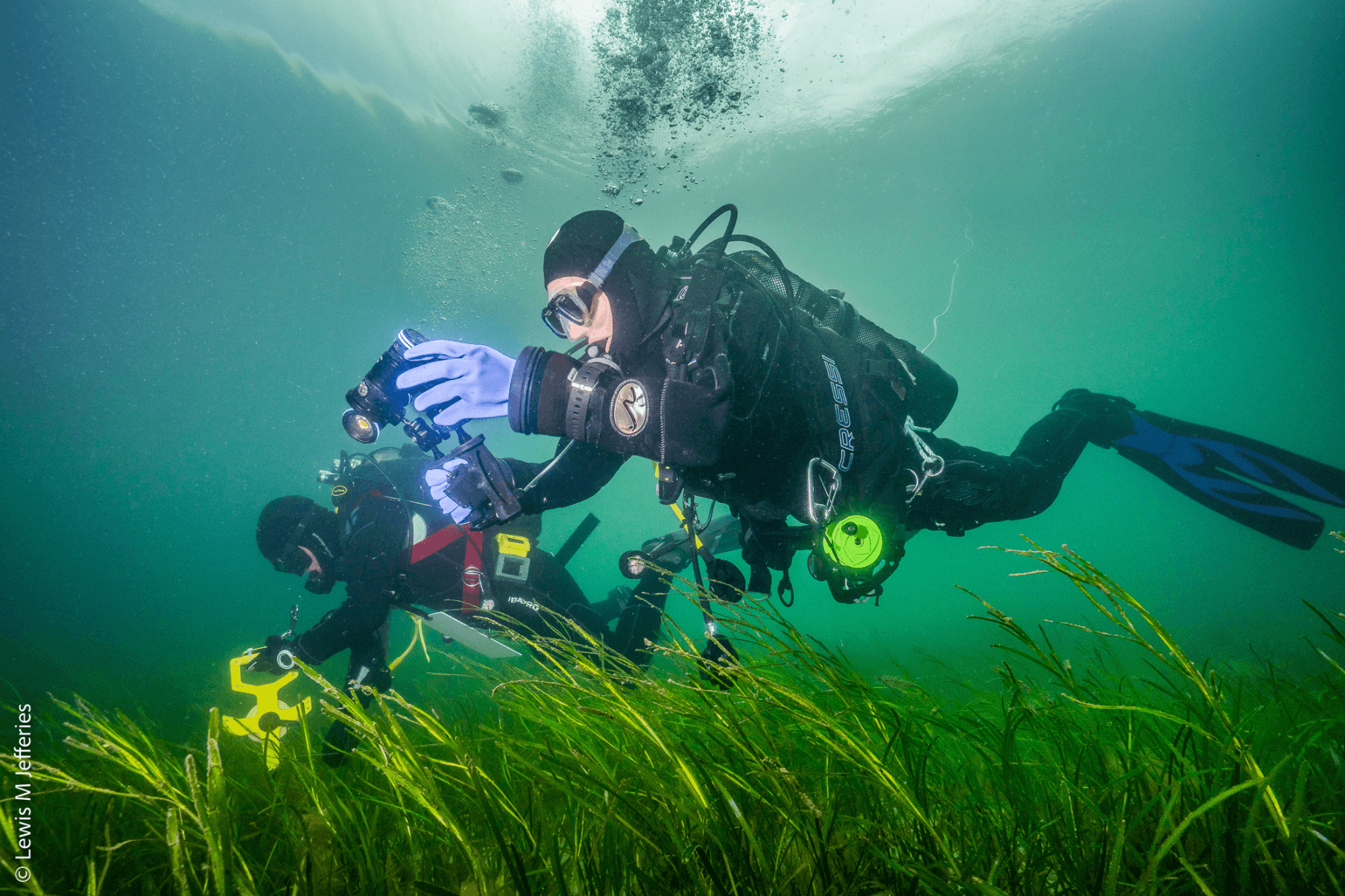 Two divers swim within a seagrass meadow. They are collecting samples as part of a research study.