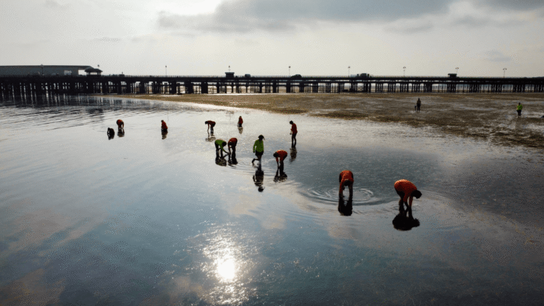 A drone shot shows volunteers wading in the seagrass meadow in Ryde. Volunteers are wearing bright orange tops. Ryde pier is in the background.