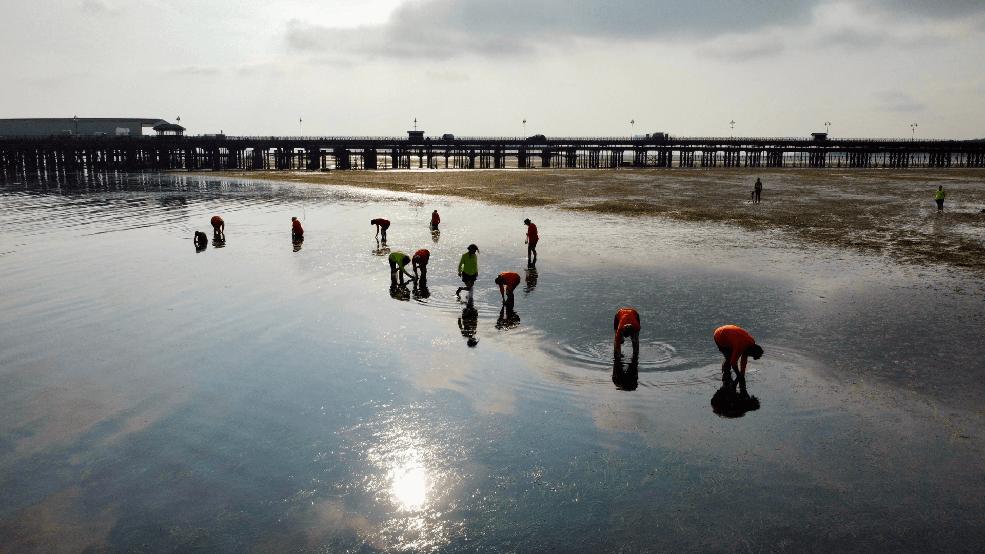 A drone shot shows volunteers wading in the seagrass meadow in Ryde. Volunteers are wearing bright orange tops. Ryde pier is in the background.