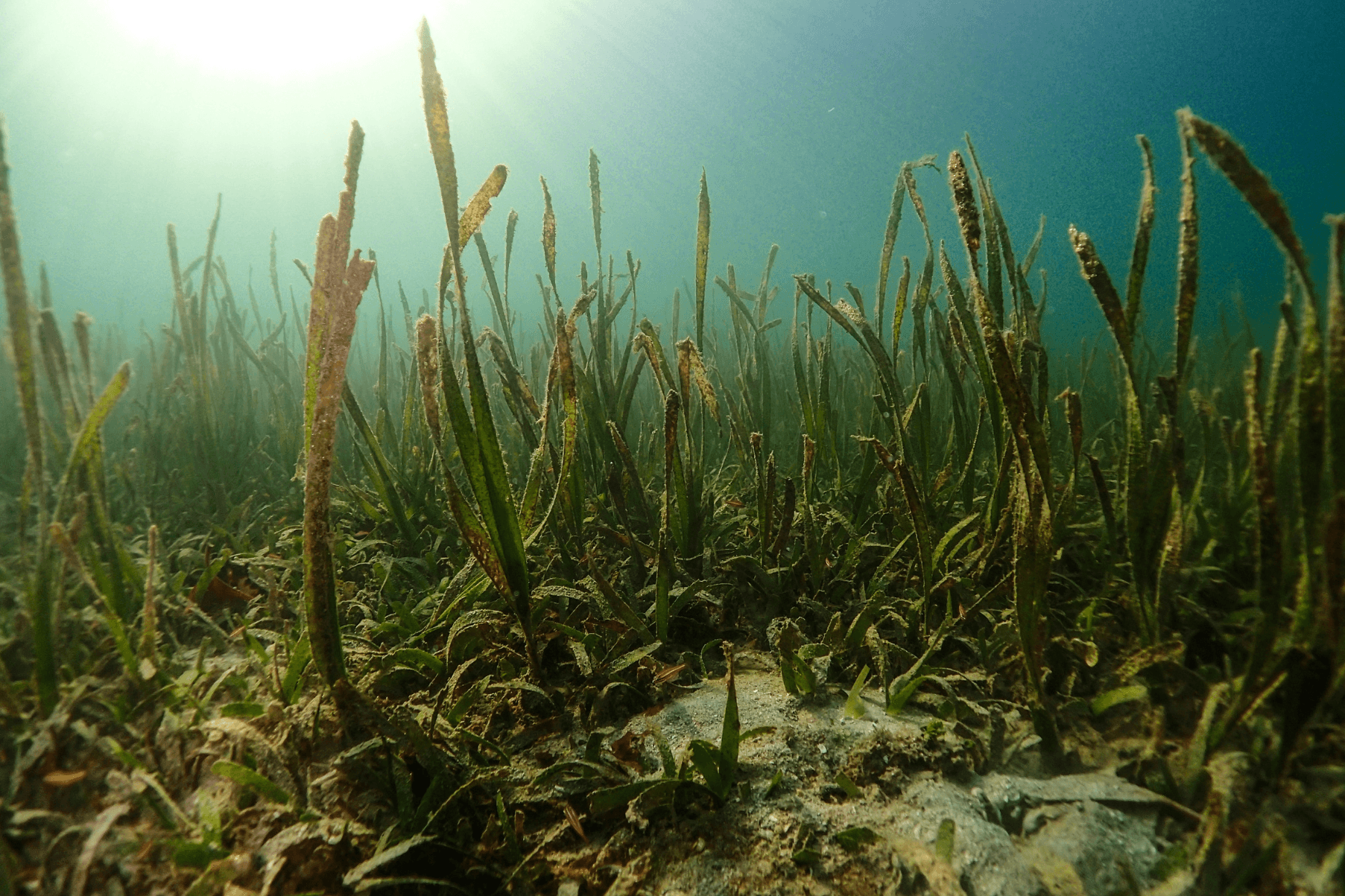 Blades of Enhalus acoroides stand upright in the water.