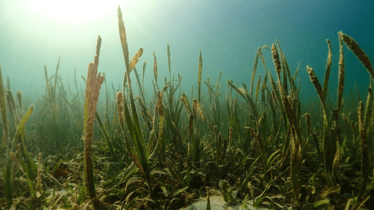 Blades of Enhalus acoroides stand upright in the water.