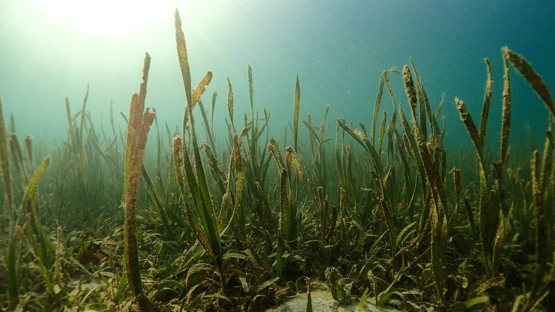 Blades of Enhalus acoroides stand upright in the water.