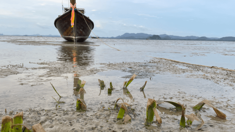 A boat is moored close to seagrass.