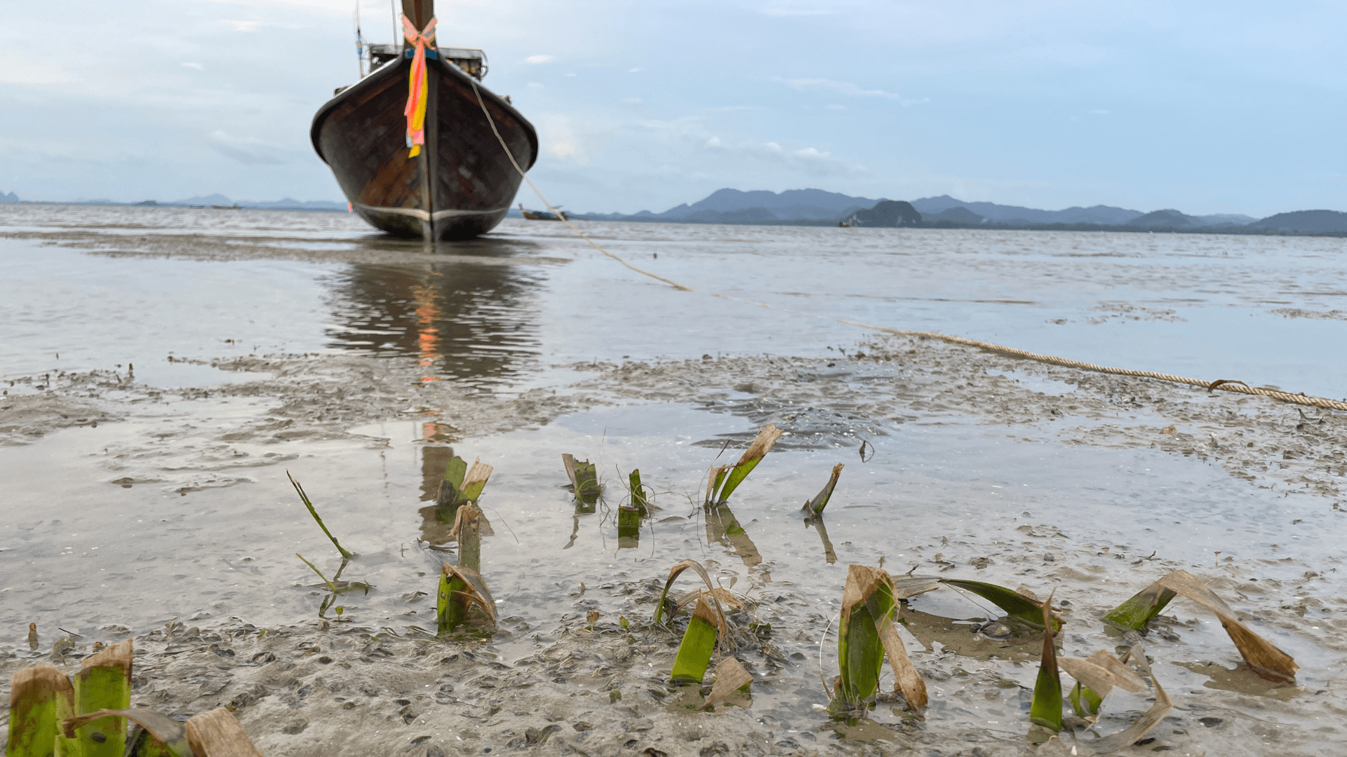 A boat is moored close to seagrass.
