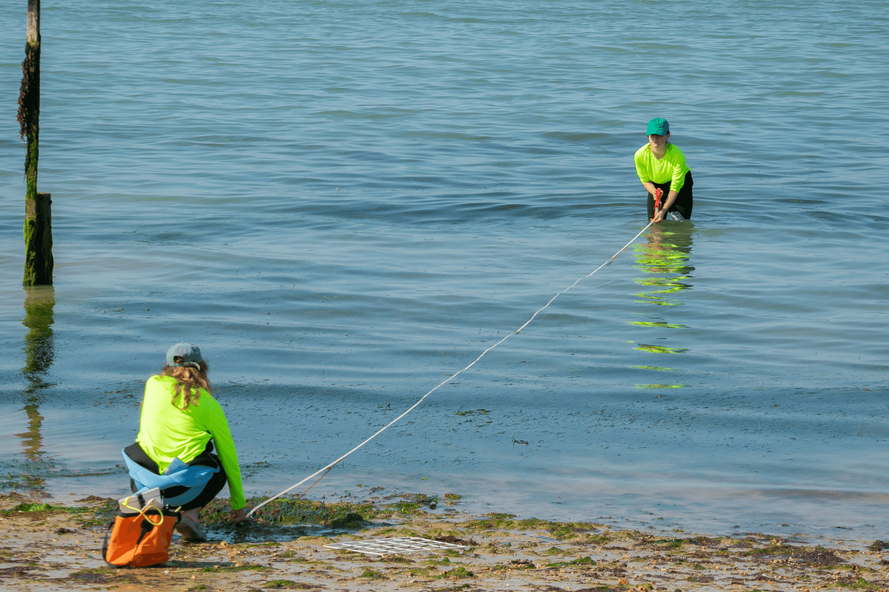 Two members of Project Seagrass staff are wearing bright yellow t-shirts. They have a measuring tape stretched out between them as they measure out a transect from the shore into the water.