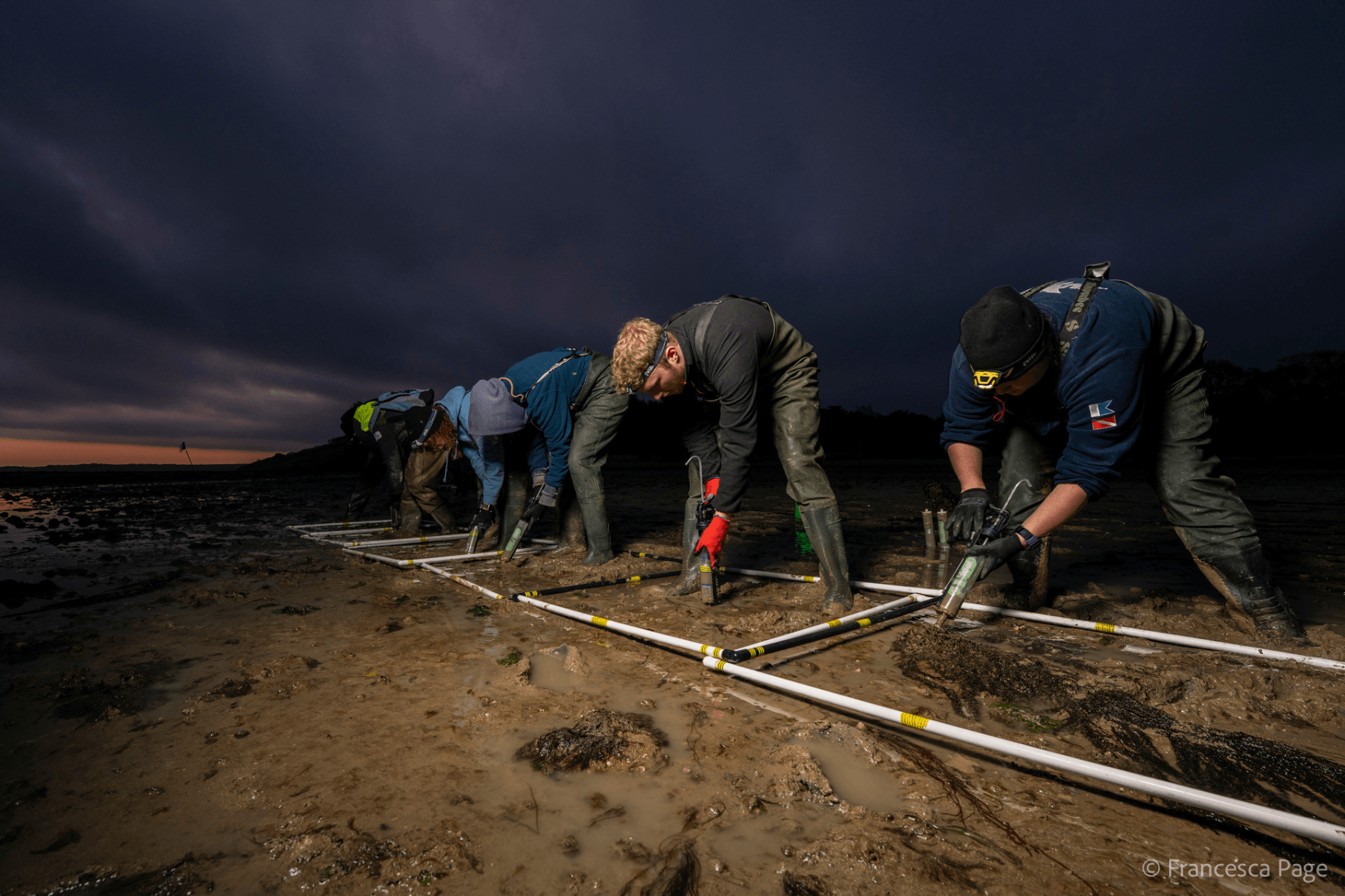 Four members of the Project Seagrass team are bent over quadrats using re-purposed caulking guns to inject seagrass seeds into the sediment.