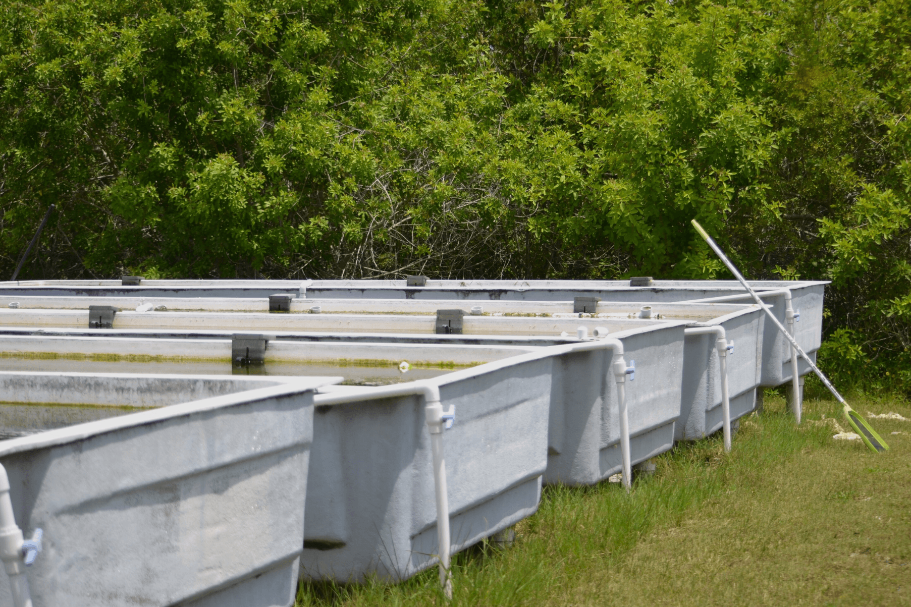 Five grey tanks grow Ruppia maritima
