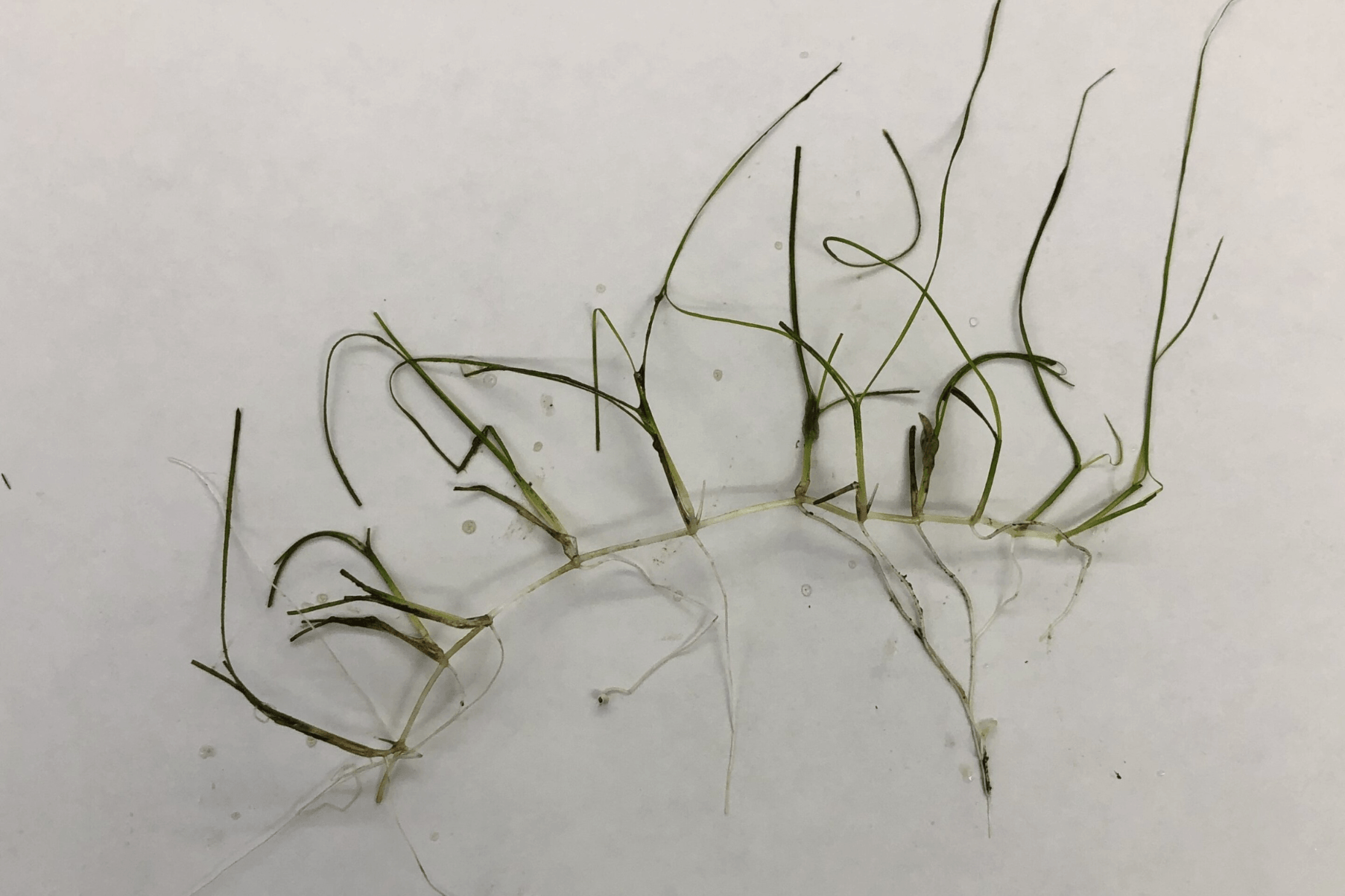 Ruppia maritima