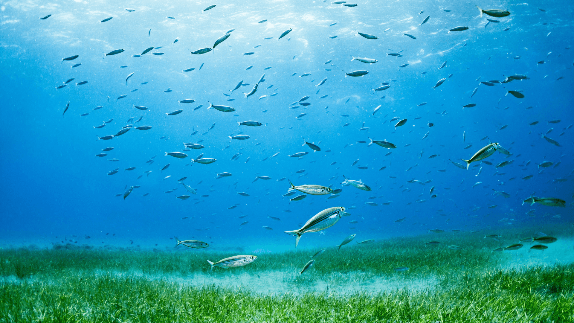 A school of Bogue swim above a seagrass meadow