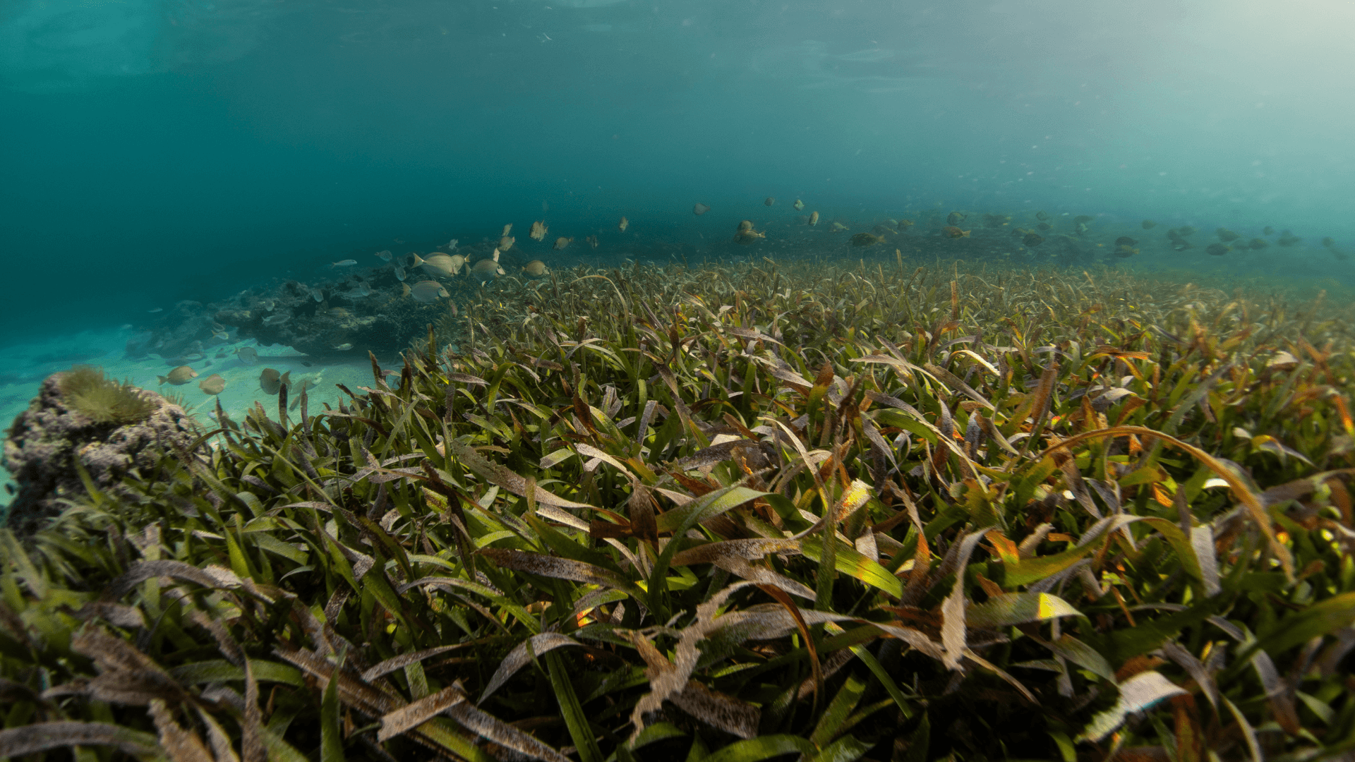 Fish swim through a seagrass meadow.