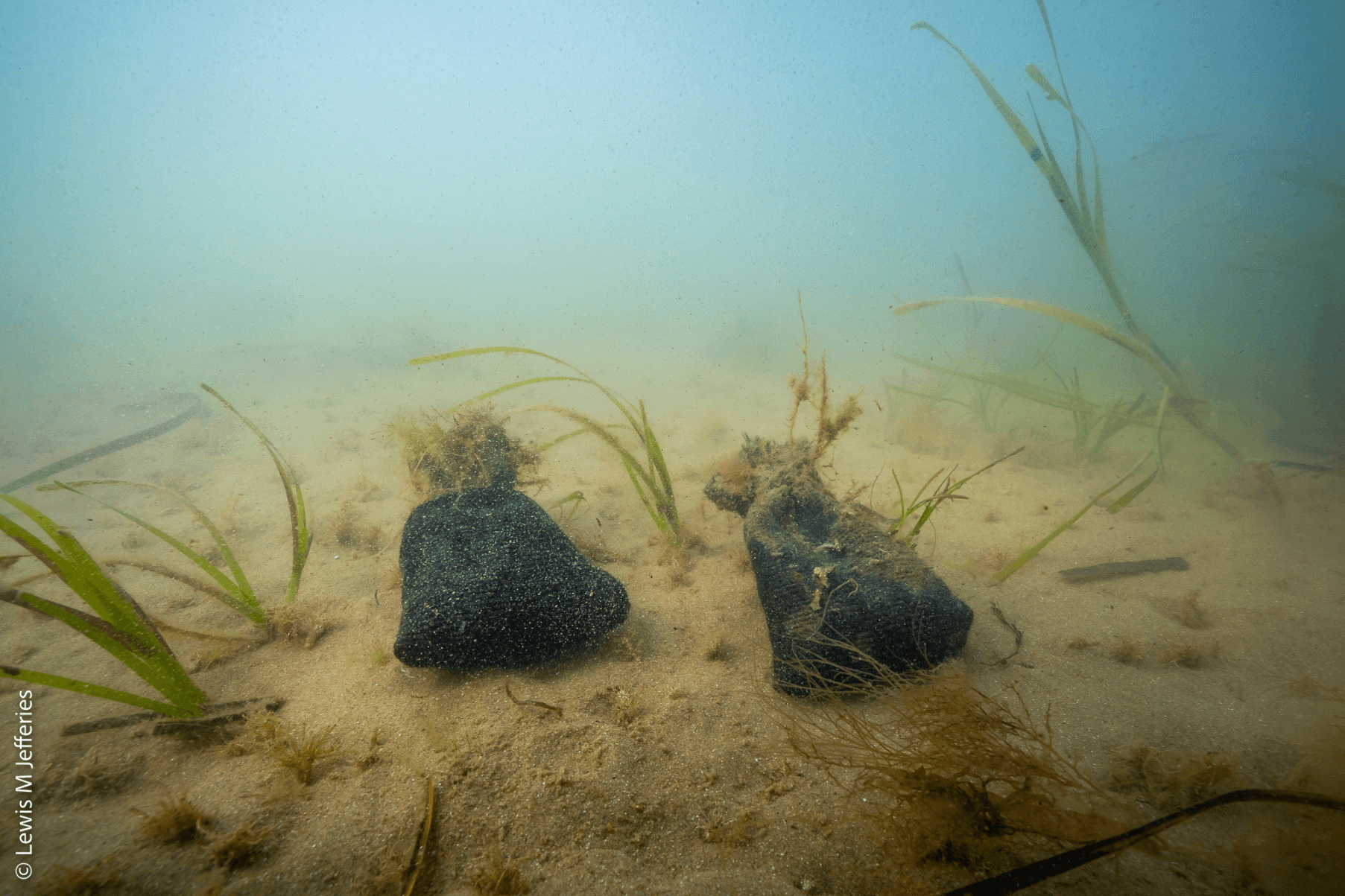Two hessian bags of seagrass seeds are placed on the sea bed.